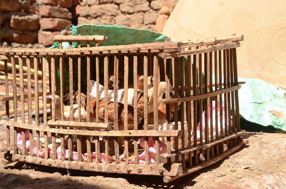 Poverty Chickens Egypt.jpg
