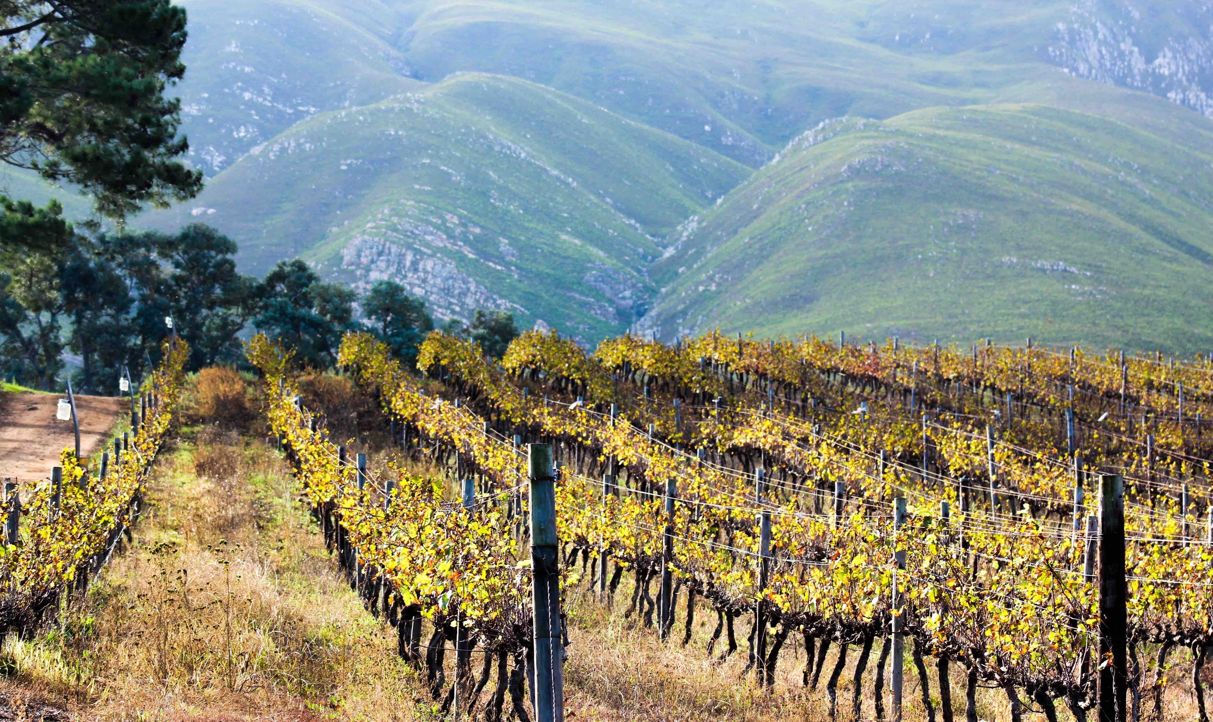 South African Wine Country Travel Guide.jpg