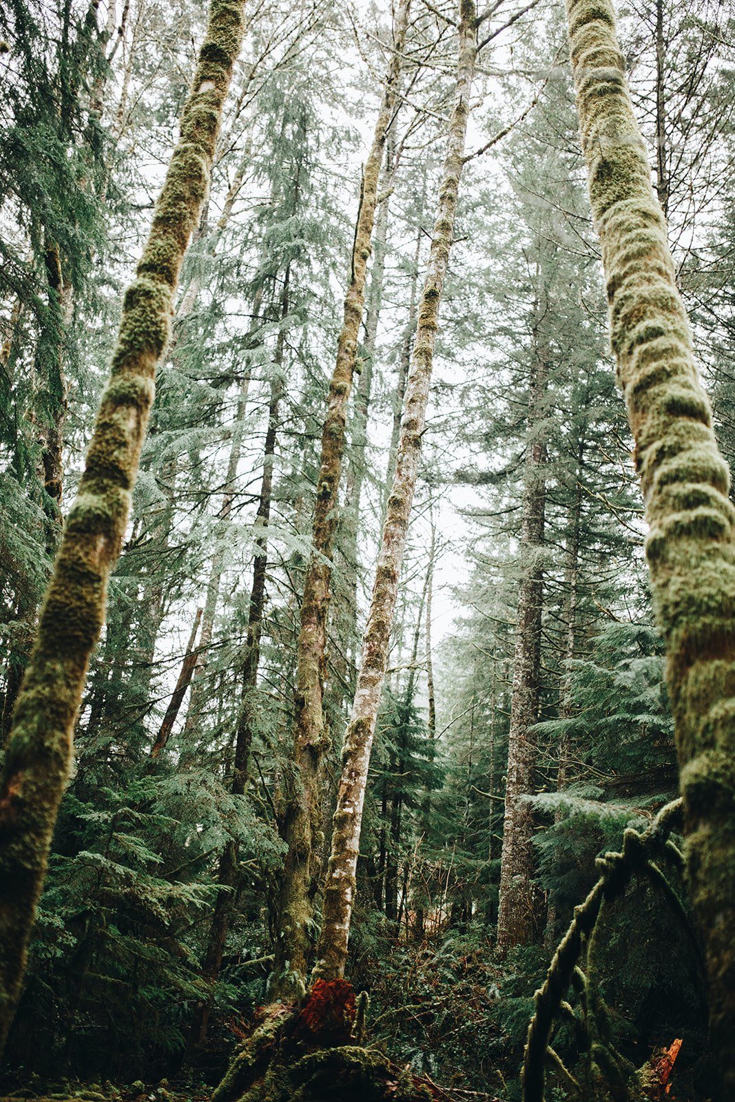 Oregon Forestry.jpeg