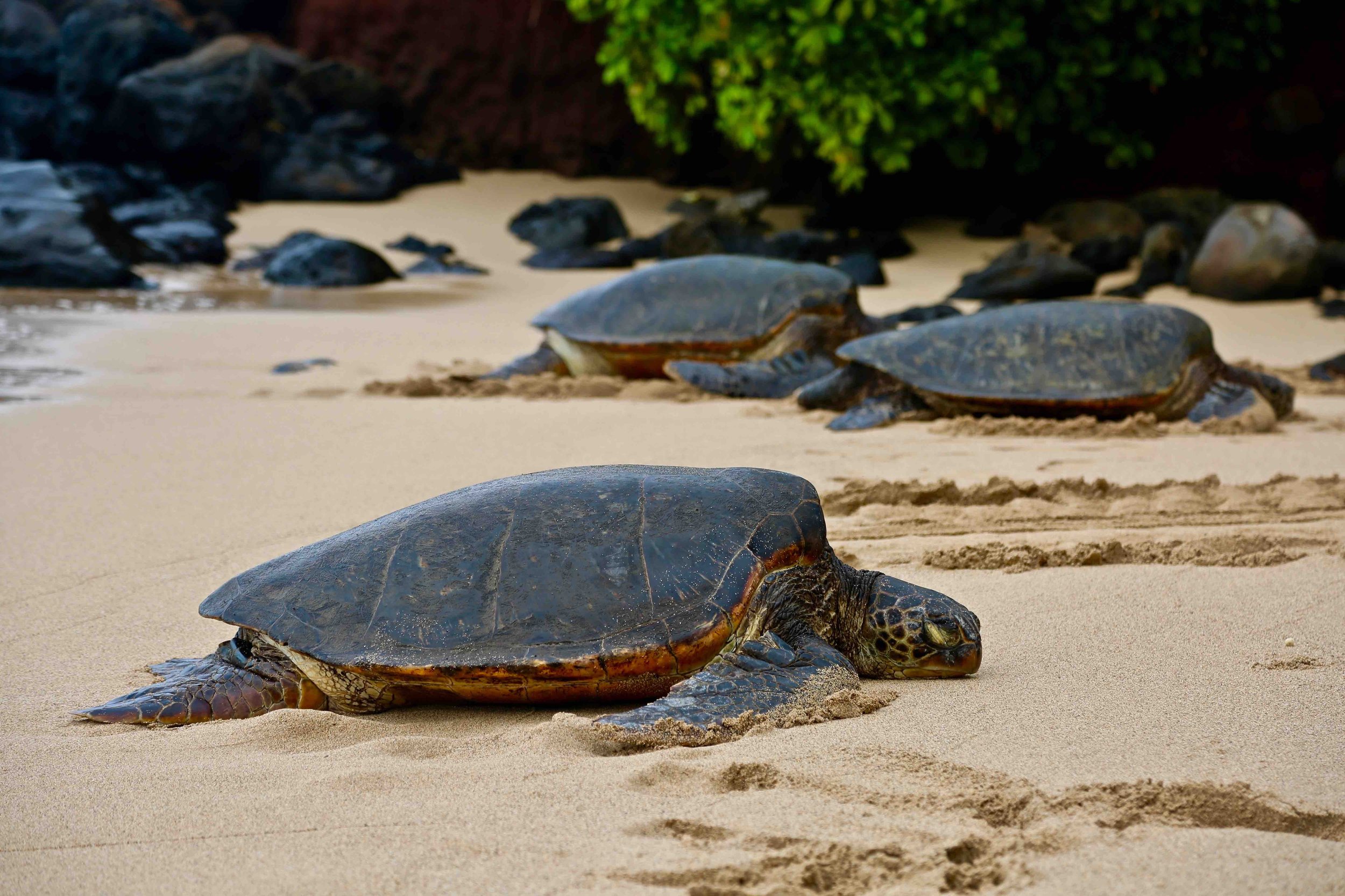 Turtles of Maui.jpg