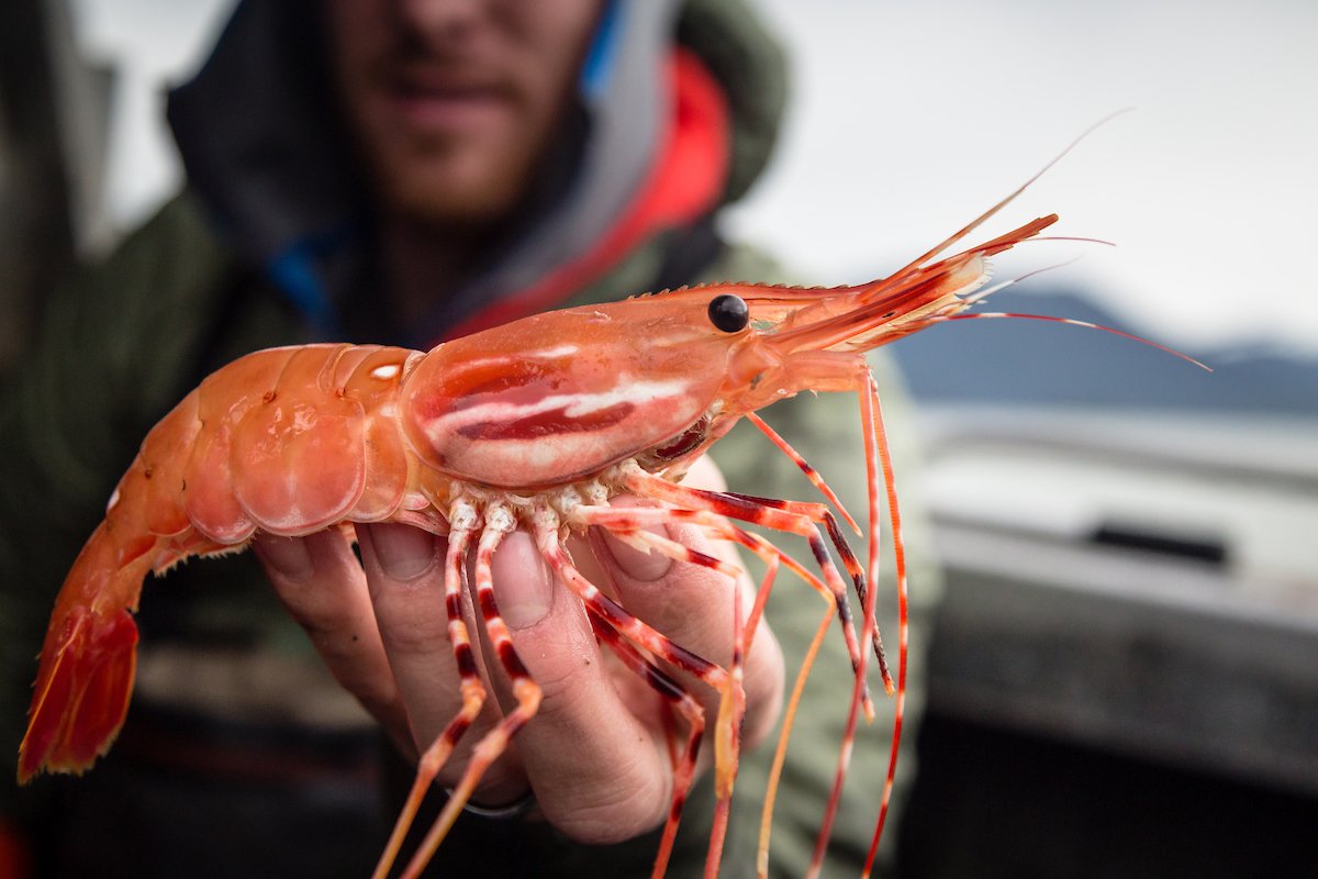 Fresh spot prawns harvested from Southeast Alaska waters near Wrangell