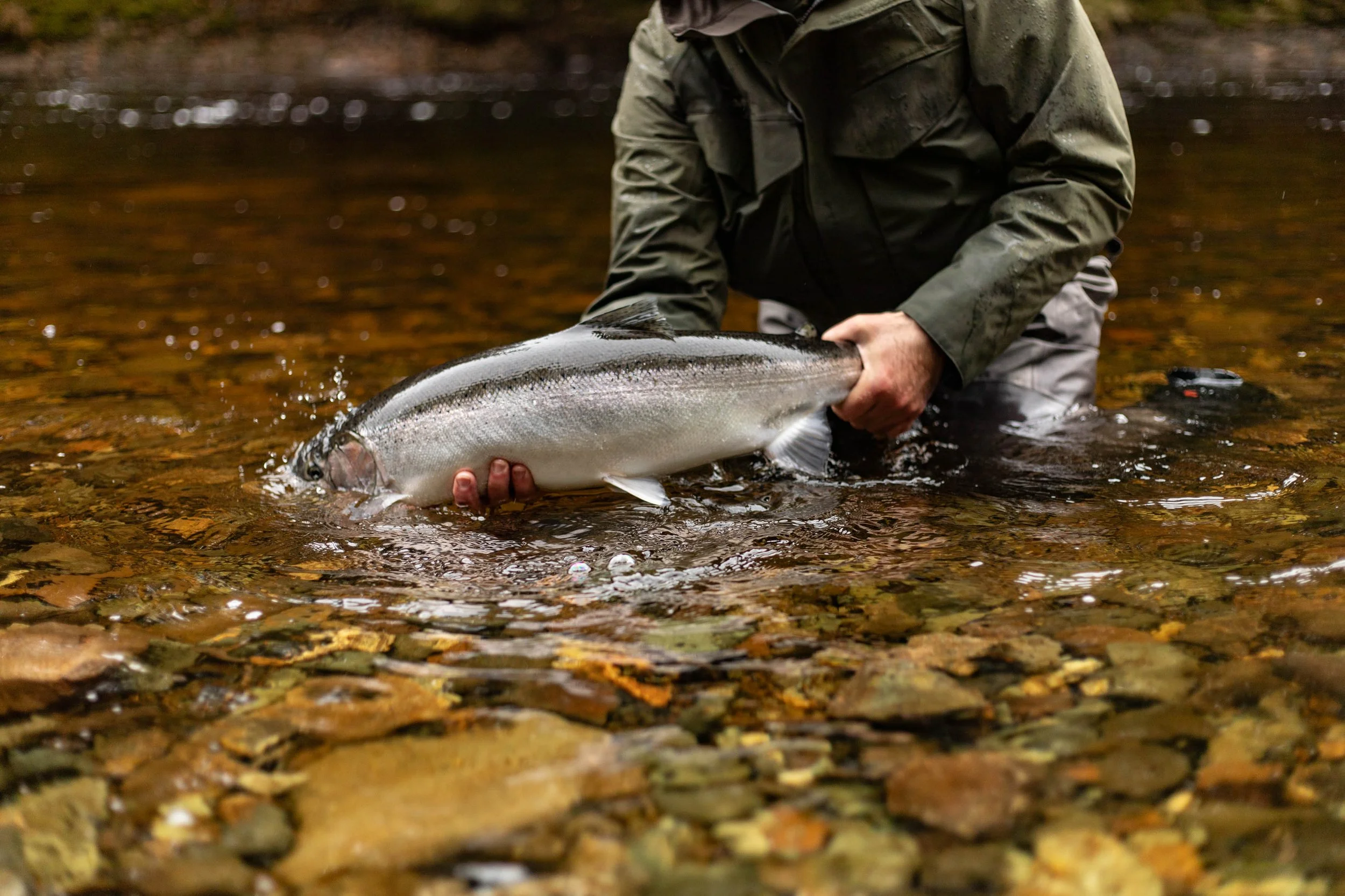 alaska_steelhead_program_chrome_chasers.jpg
