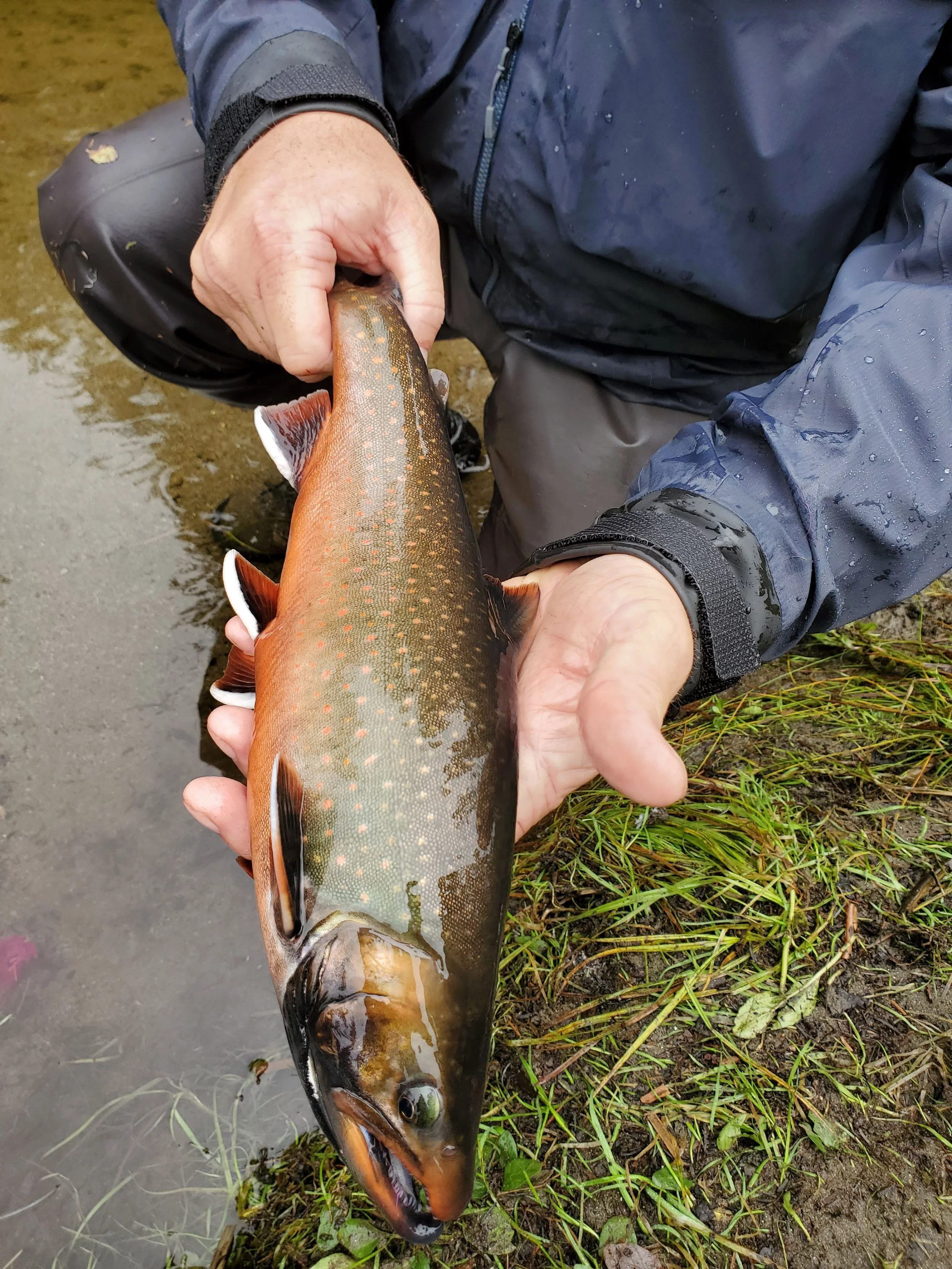 Guest holding a Dolly Varden caught stream fishing near Wrangell, Alaska in the Tongass National Forest