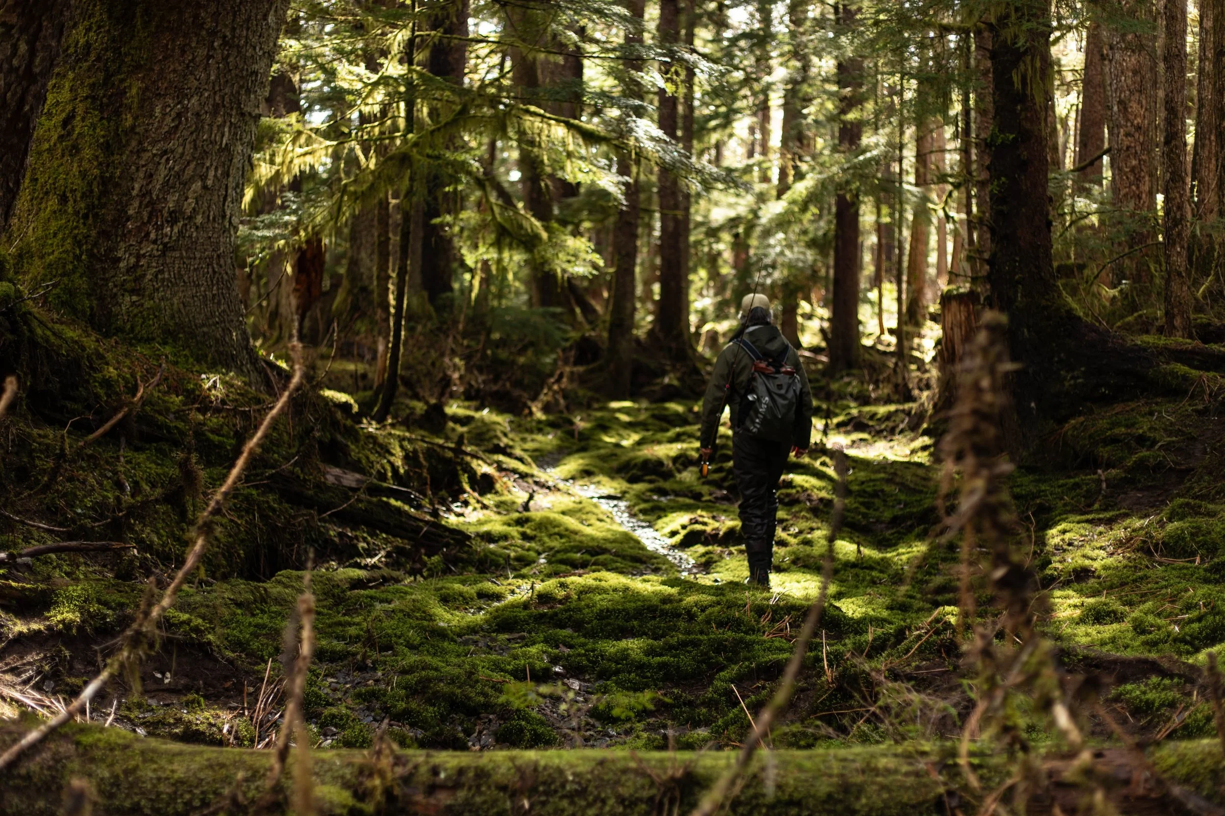Angler hiking through old-growth Tongass National Forest near Wrangell, Alaska