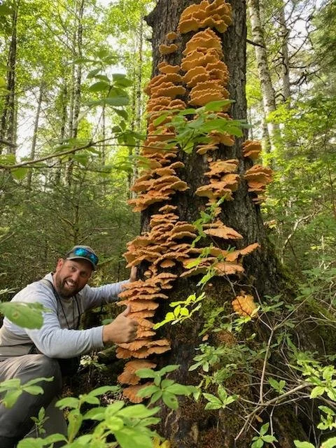 Rick Matney with a massive chicken of the woods mushroom growing in the Tongass National Forest near Wrangell, Alaska