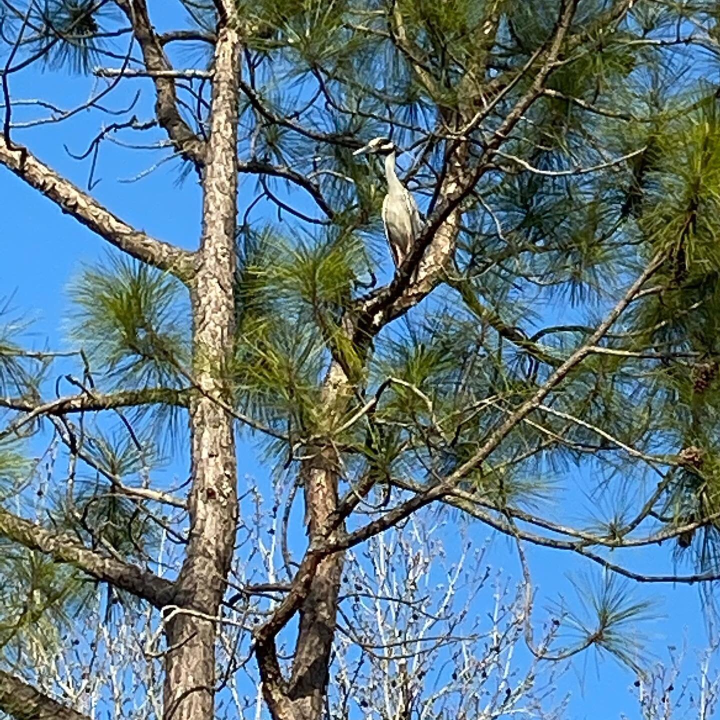 Dave and I saw this bird in the tree last Friday while showing houses. It was really interesting.