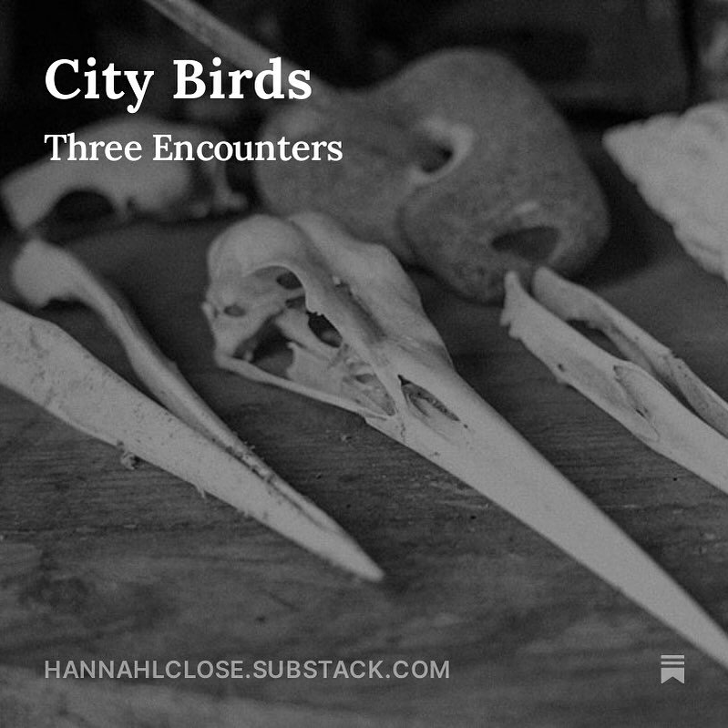 New post up on Substack.

City Birds: Three Encounters

&lsquo;One for sorrow. Two for joy. I do not need any more bad luck, thanks. The bird sits flush atop the gnarled stem, its monochrome plume puffed outwards, with its tail acting as a counterbal