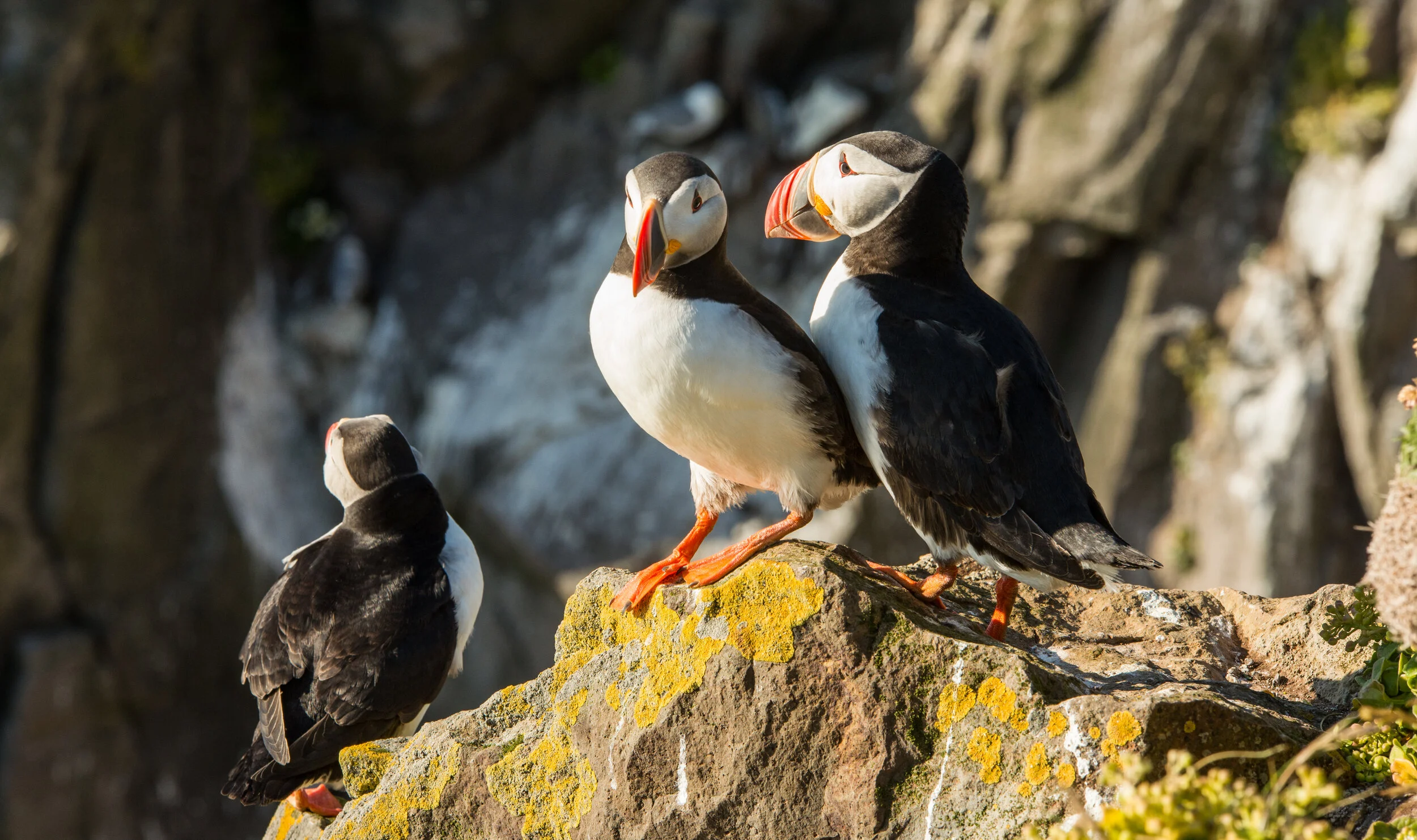 iStock-647281608_puffin2.jpg