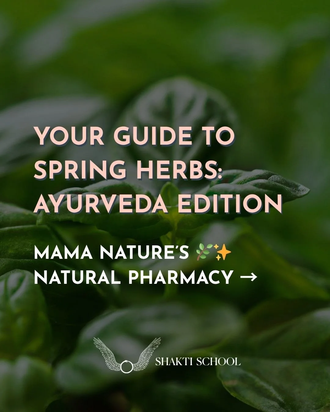 Nature gives us herbs in spring to help us counteract the heaviness and dampness that does build up, even if you followed a perfect early winter Ayurveda routine! When we follow the guidance of what Mama Nature is offering us locally and seasonally, 