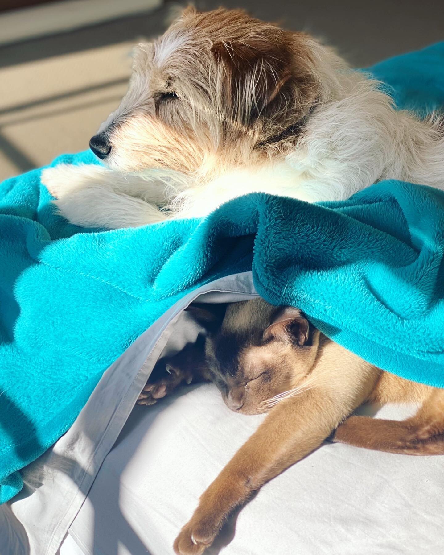 Gosh these two are adorable ❤️. I think we can safely say that this pair are now friends 🥰. It&rsquo;s wonderful to see as we all miss China so much. One slight problem&hellip; Fergus is now behaving more like a cat than a Jack Russell 😂.