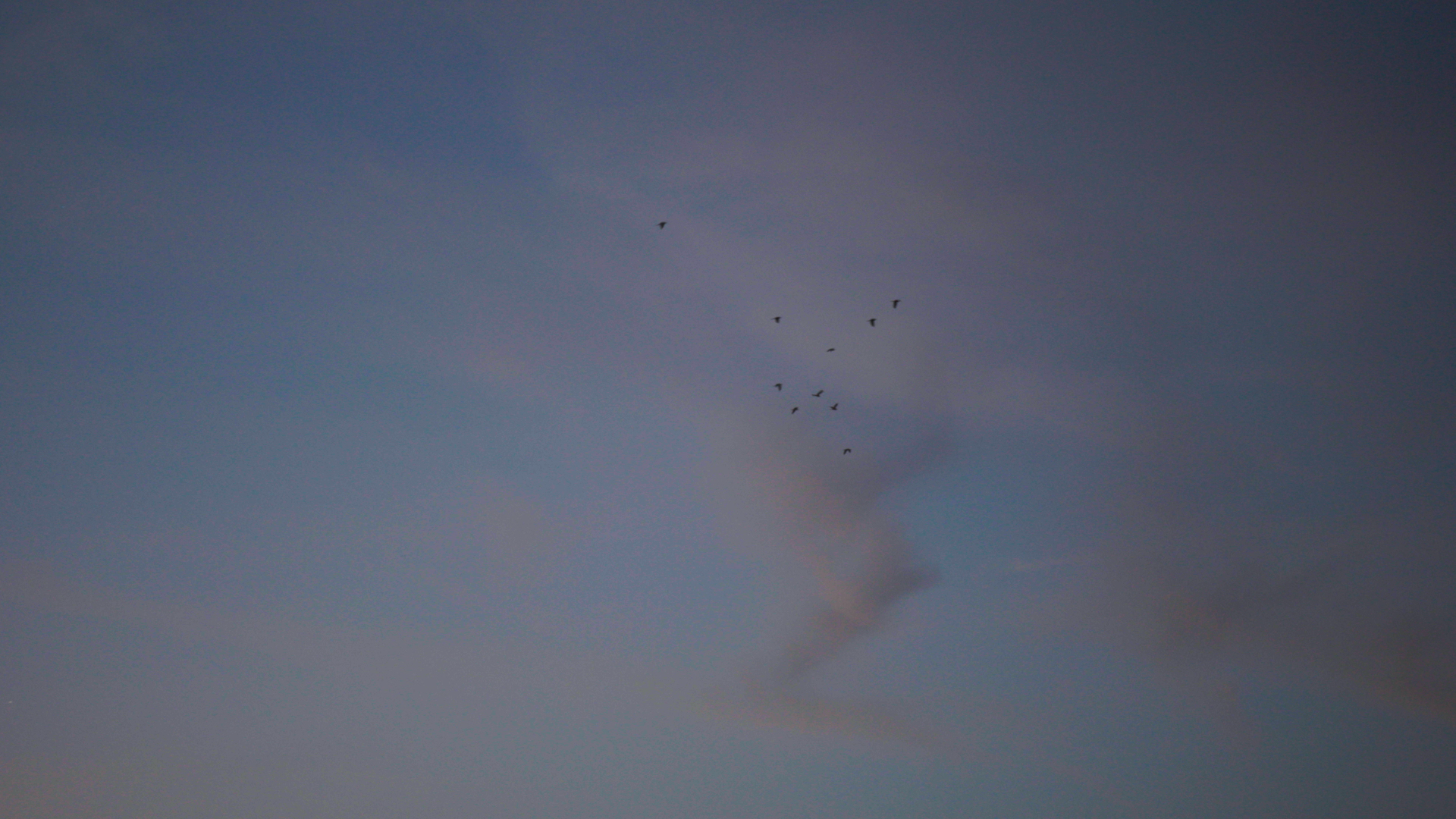 Birds in sky_1.8.1.png