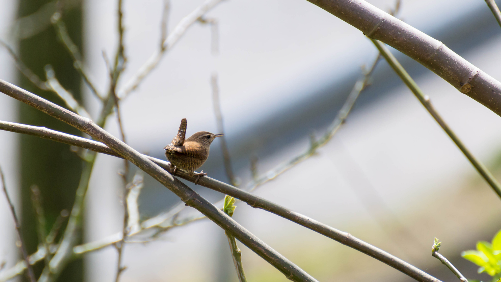 Bird-Proof Your Panes