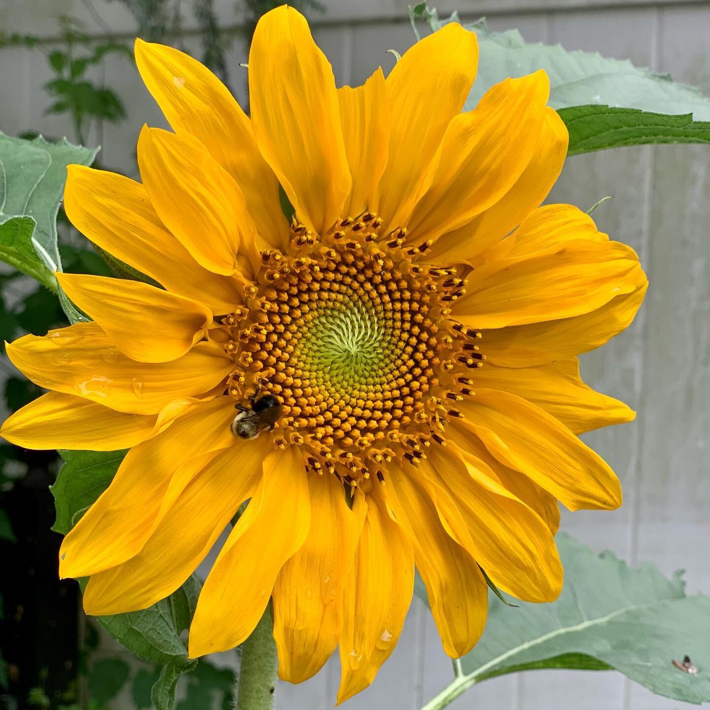 Happiest of flowers 🌻#sunflower