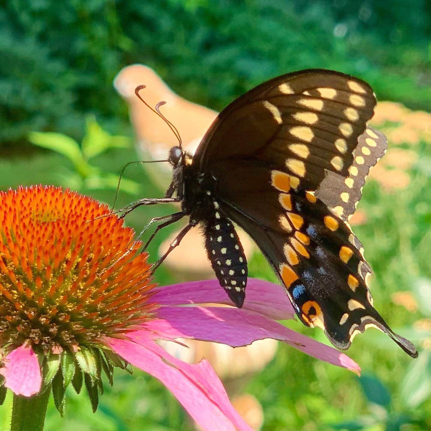 One of the joys of gardening 💕