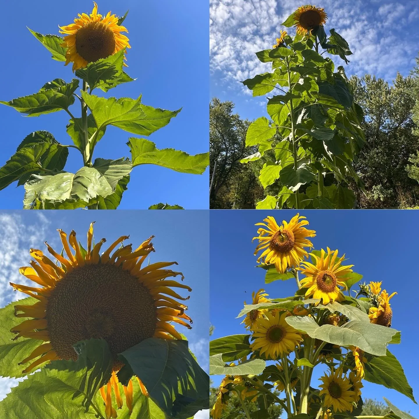 If these gorgeous sunflowers growing at one of our elementary schools don’t make you smile, nothing will. π»
Happy Friday to GPS students, staff and families on their first full week!