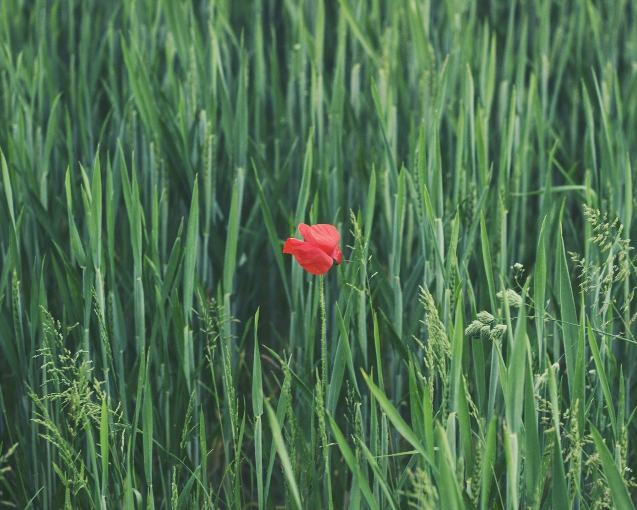 Wellness | Recovery, Wellness, and Harm Reduction in Older Adults w/ Luke P.