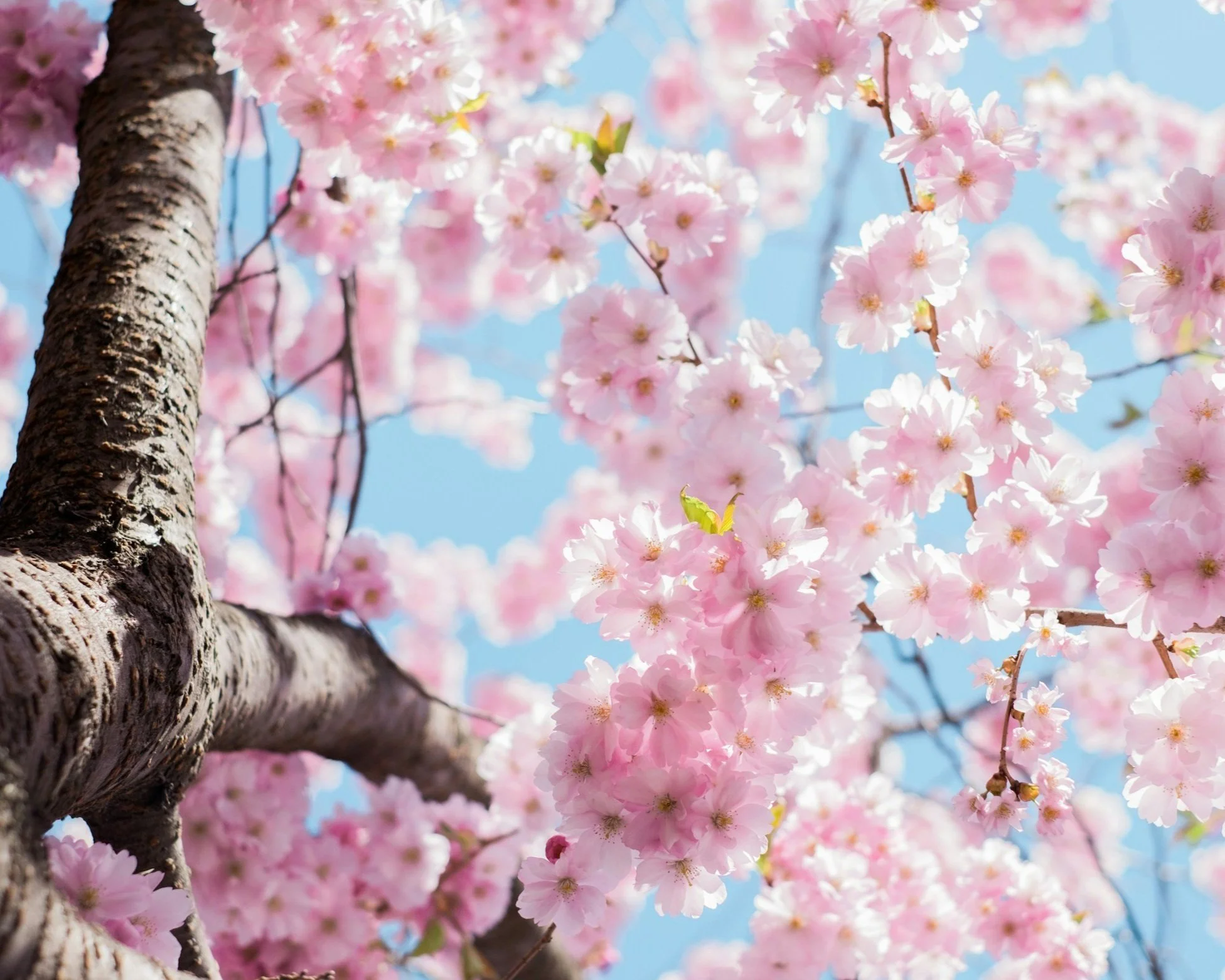 Wellness | Celebrate Spring!:  Life’s Ups and Downs w/ Anna K.