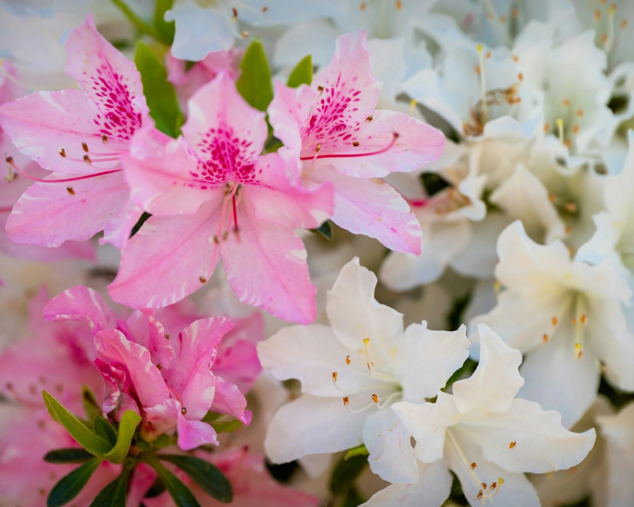 Nature | Azaleas and their meaning w/ Denise L.