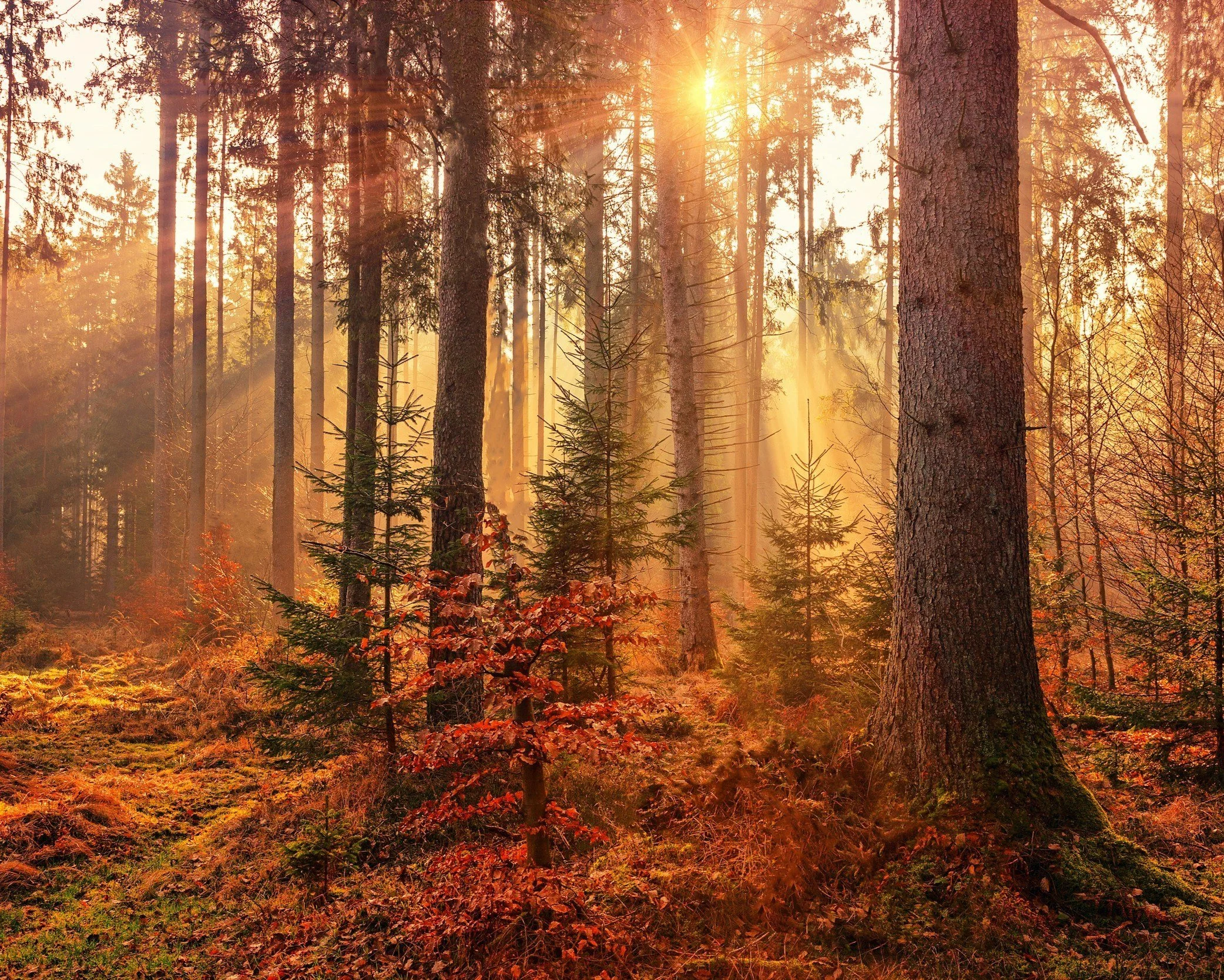 Wellness | Finding What Sustains Us w/ Anna K.