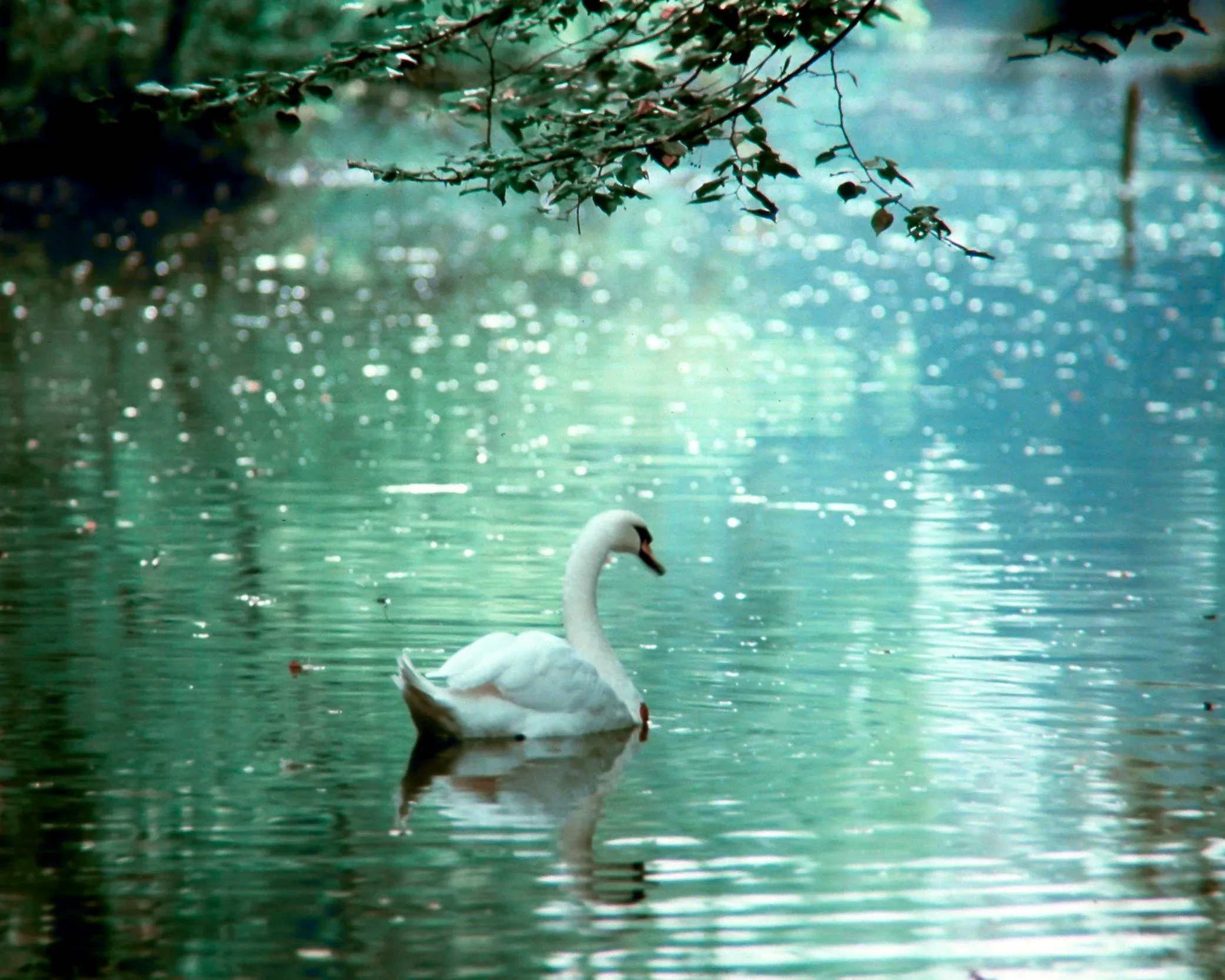 Nature | Swans—October’s Bird of the Month w/ Denise L.
