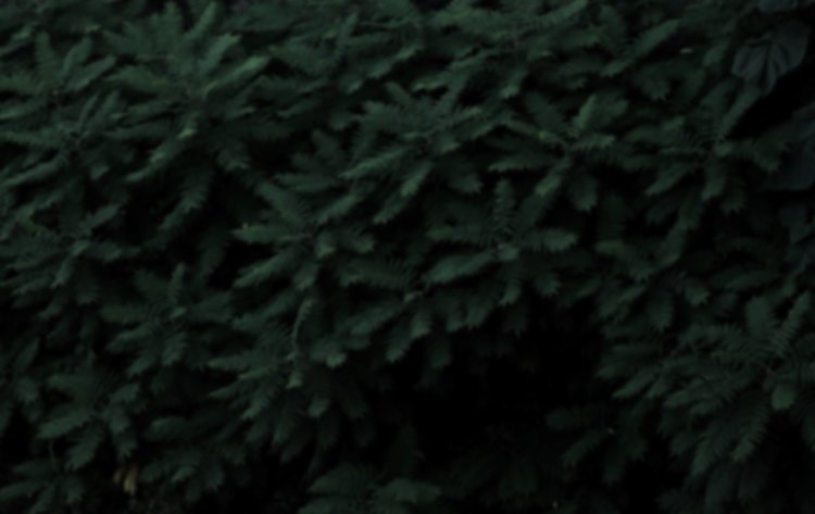 Evergreen Cremation Services Affordable Personal Care