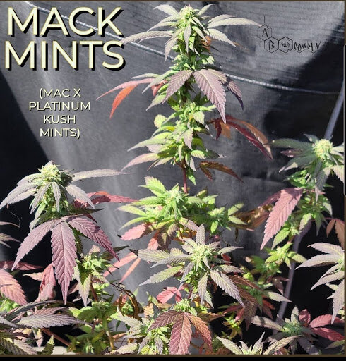 M.A.C.K. MINTS — A.B.Seed Company