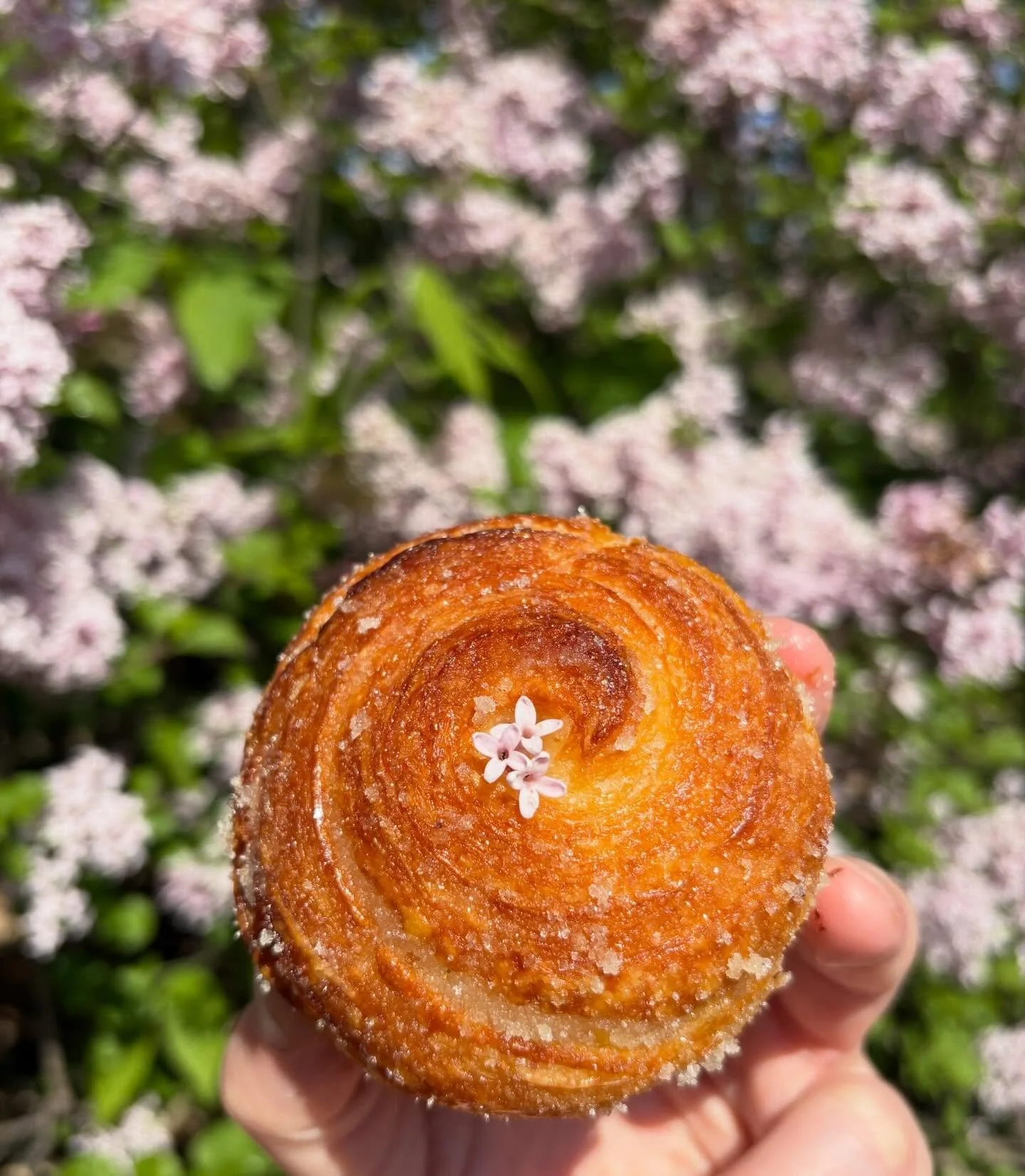 MARKET SATURDAY 8a-1p with @thistlessummit and @daisychaincoffee 

Will have these beautiful lilac cruffins plus so much more! Glazed in lilac syrup and rolled in lilac sugar&hellip; they are spring in a pastry, you don&rsquo;t want to miss. Plus the