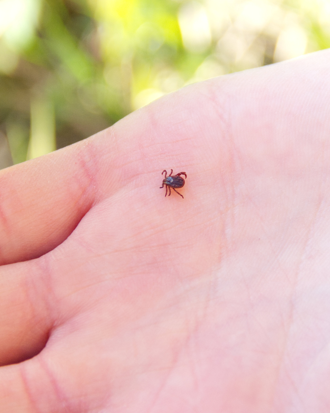 What to do if you find a tick on your child — THE PEDIATRICIAN MOM