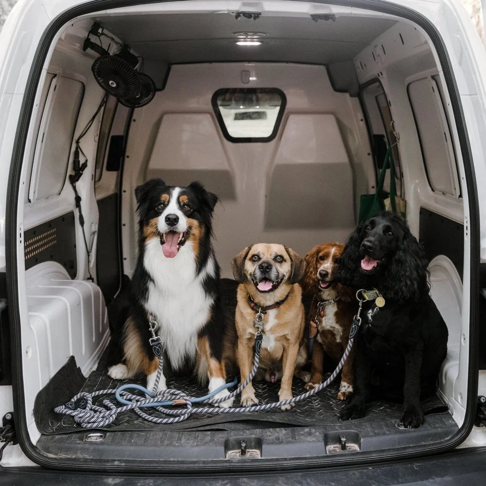 Frequently Asked Questions — PawPaws Doggy Services