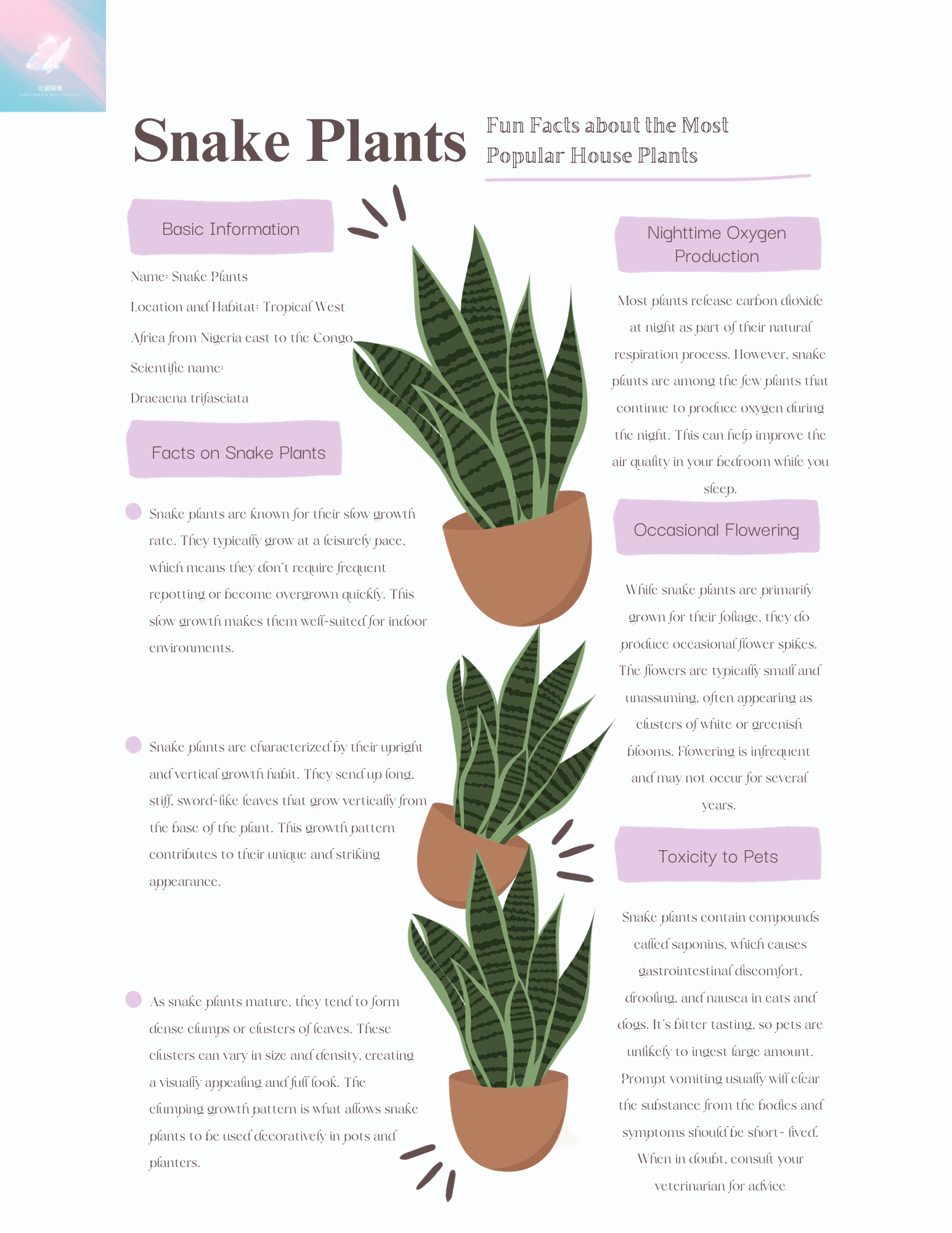Snake Plant Facts