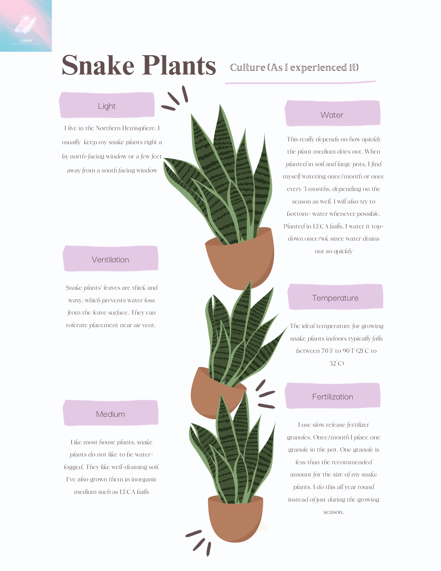 Snake Plant Culture