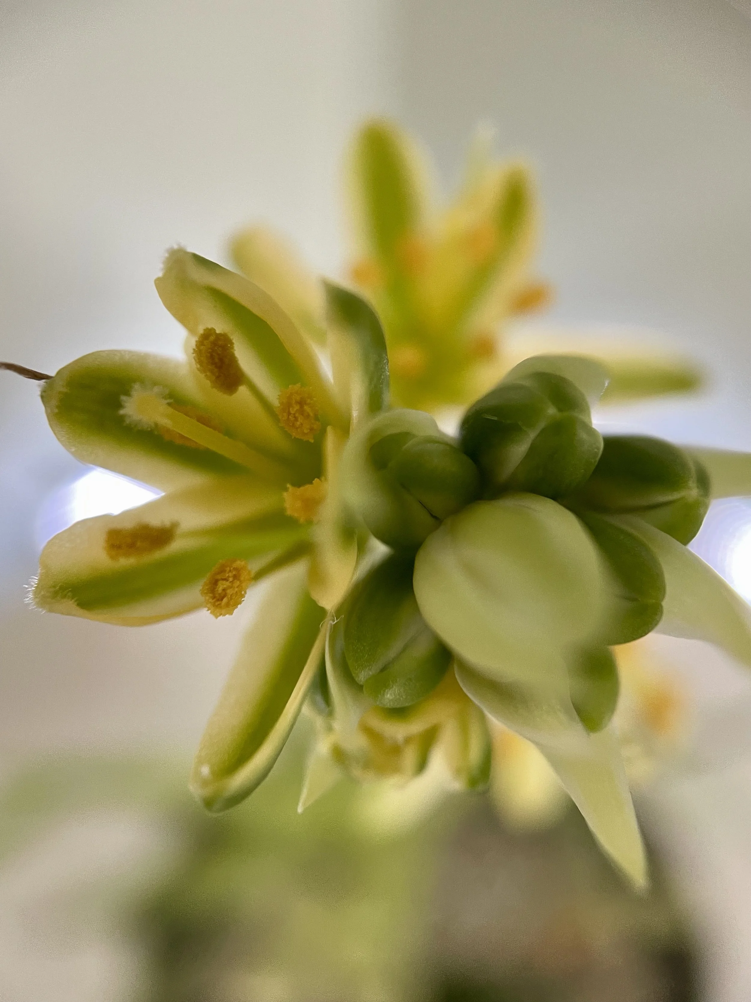 Albuca Concordiana: A Puzzle in Progress