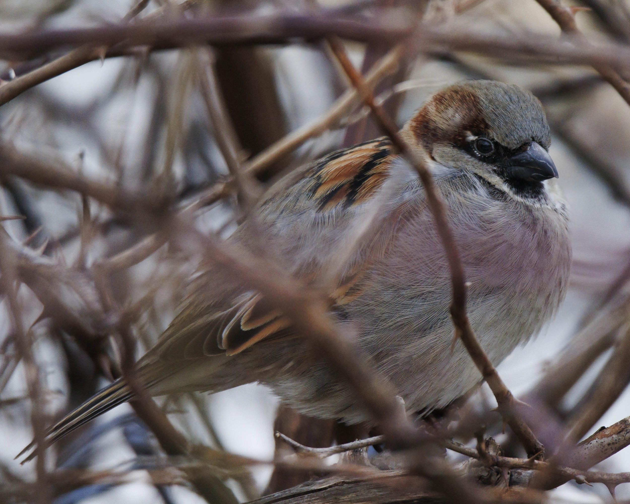 House Sparrow (Male)