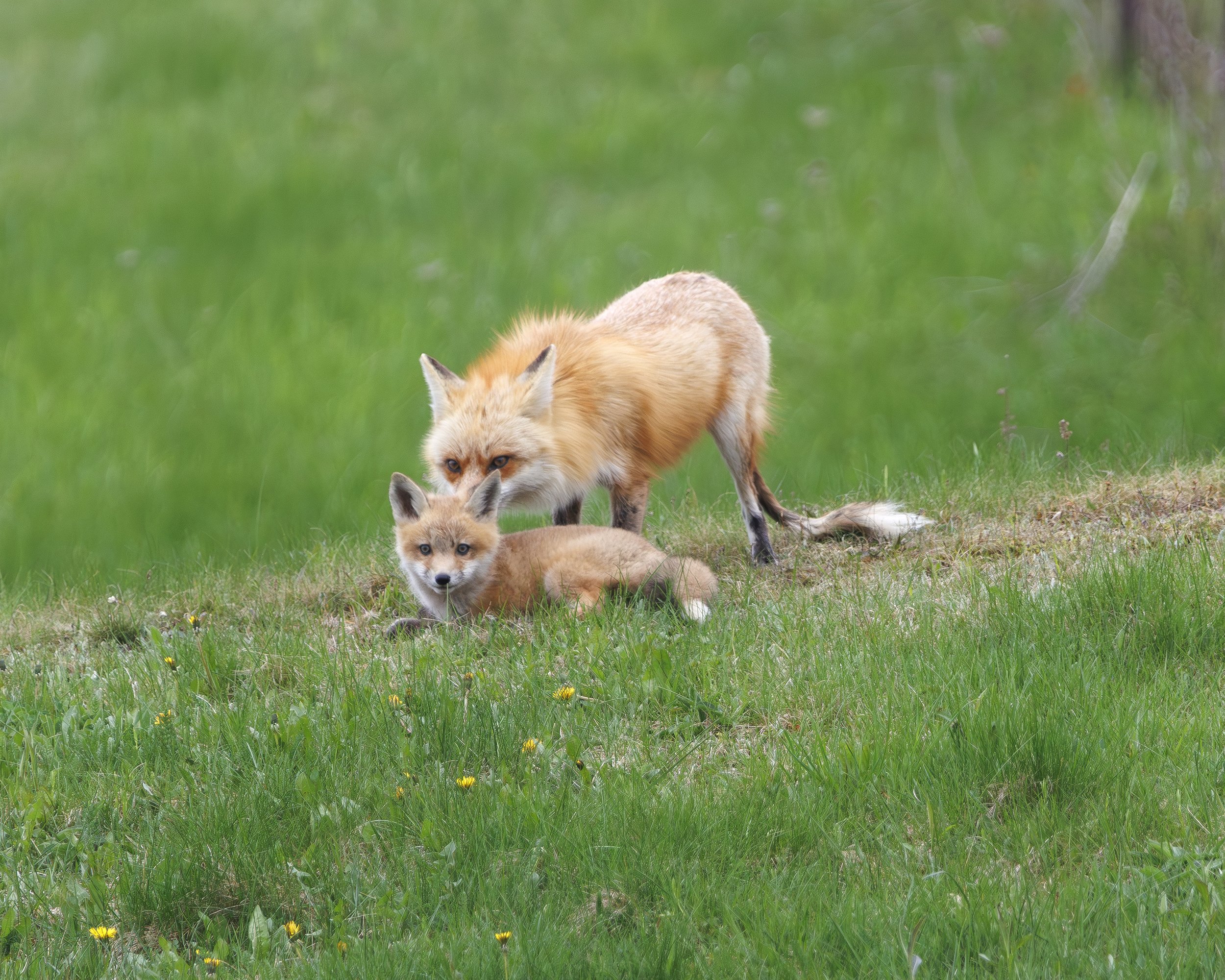 FOX_10.jpg