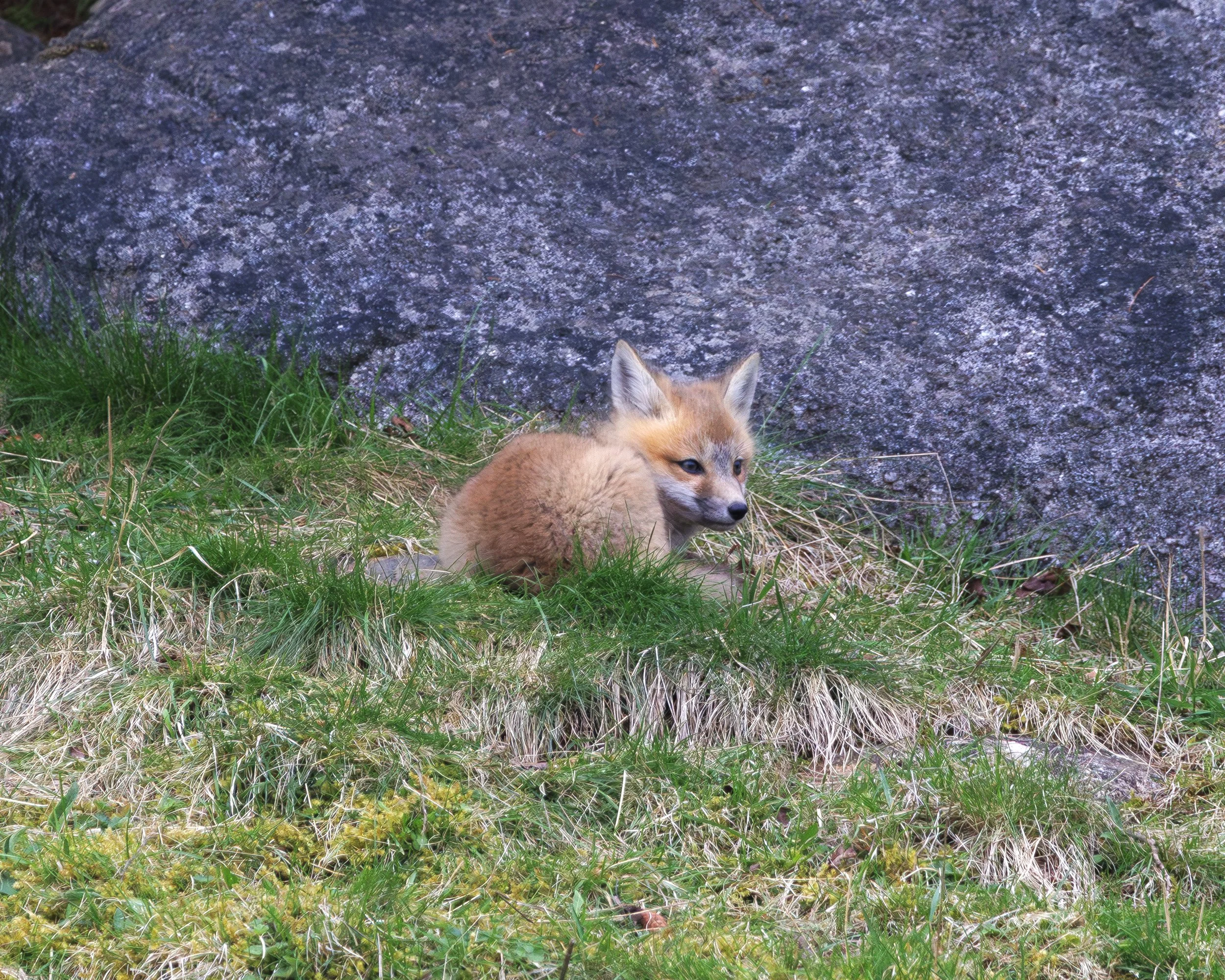 FOX_08.jpg