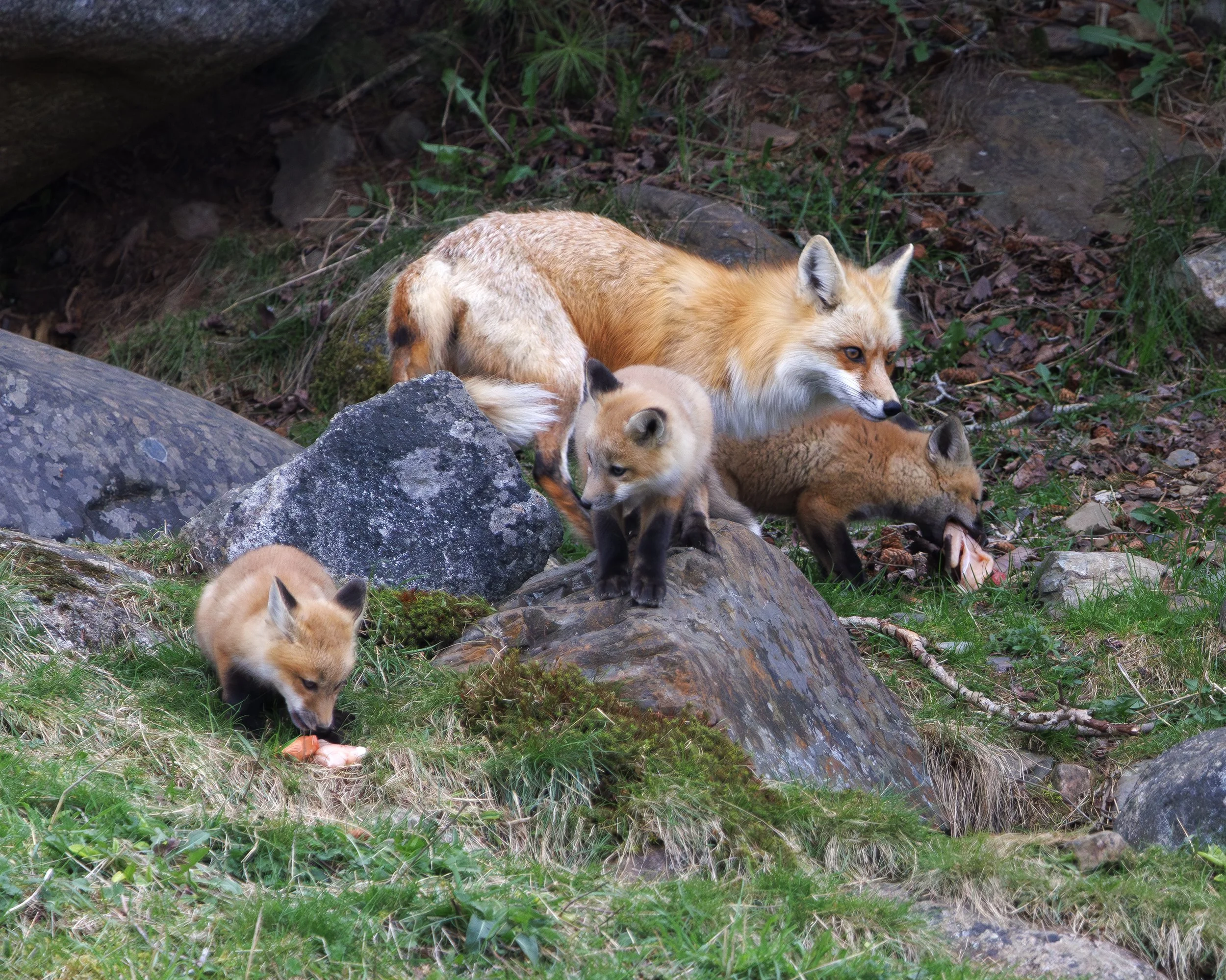 FOX_05.jpg