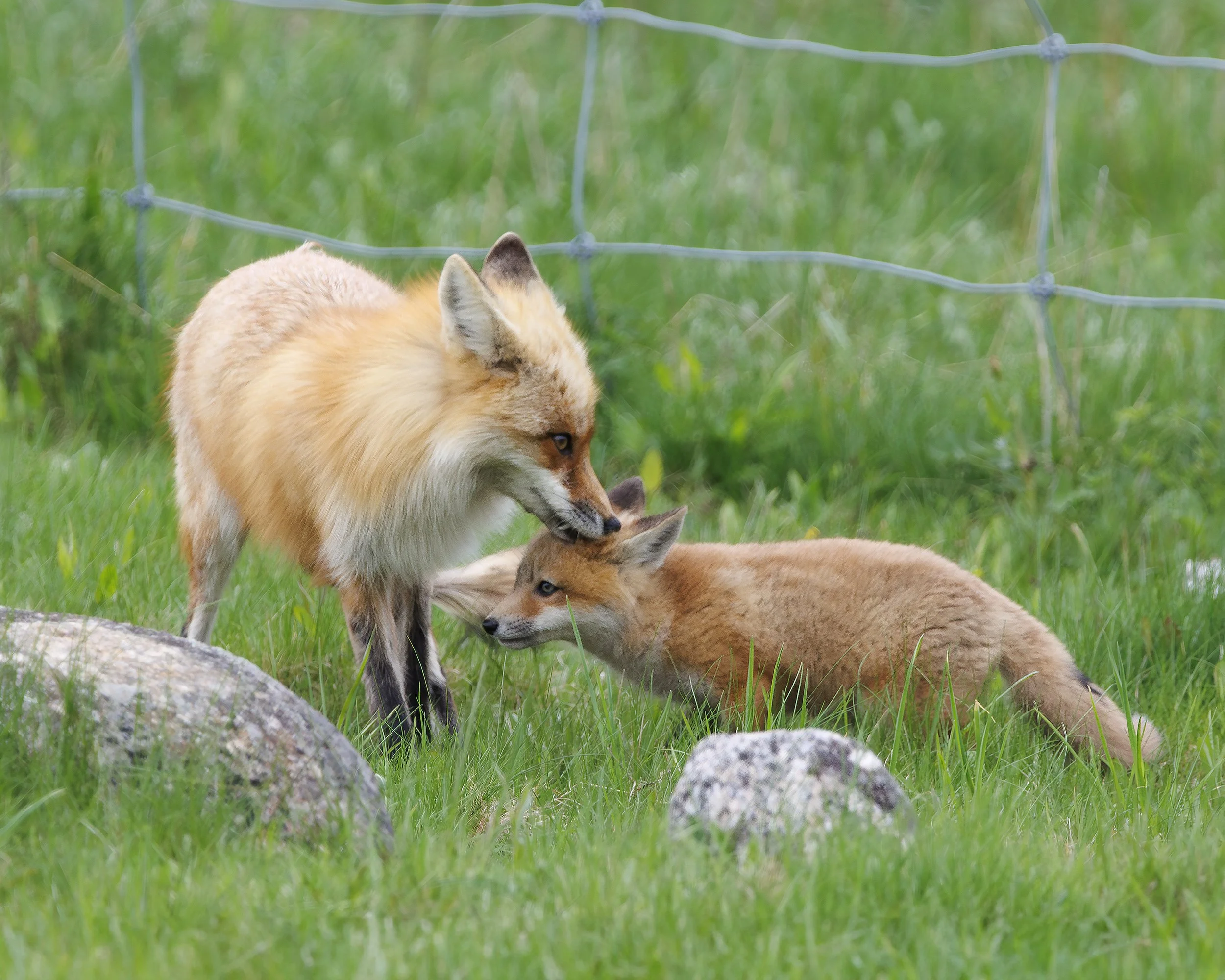 FOX_03.jpg