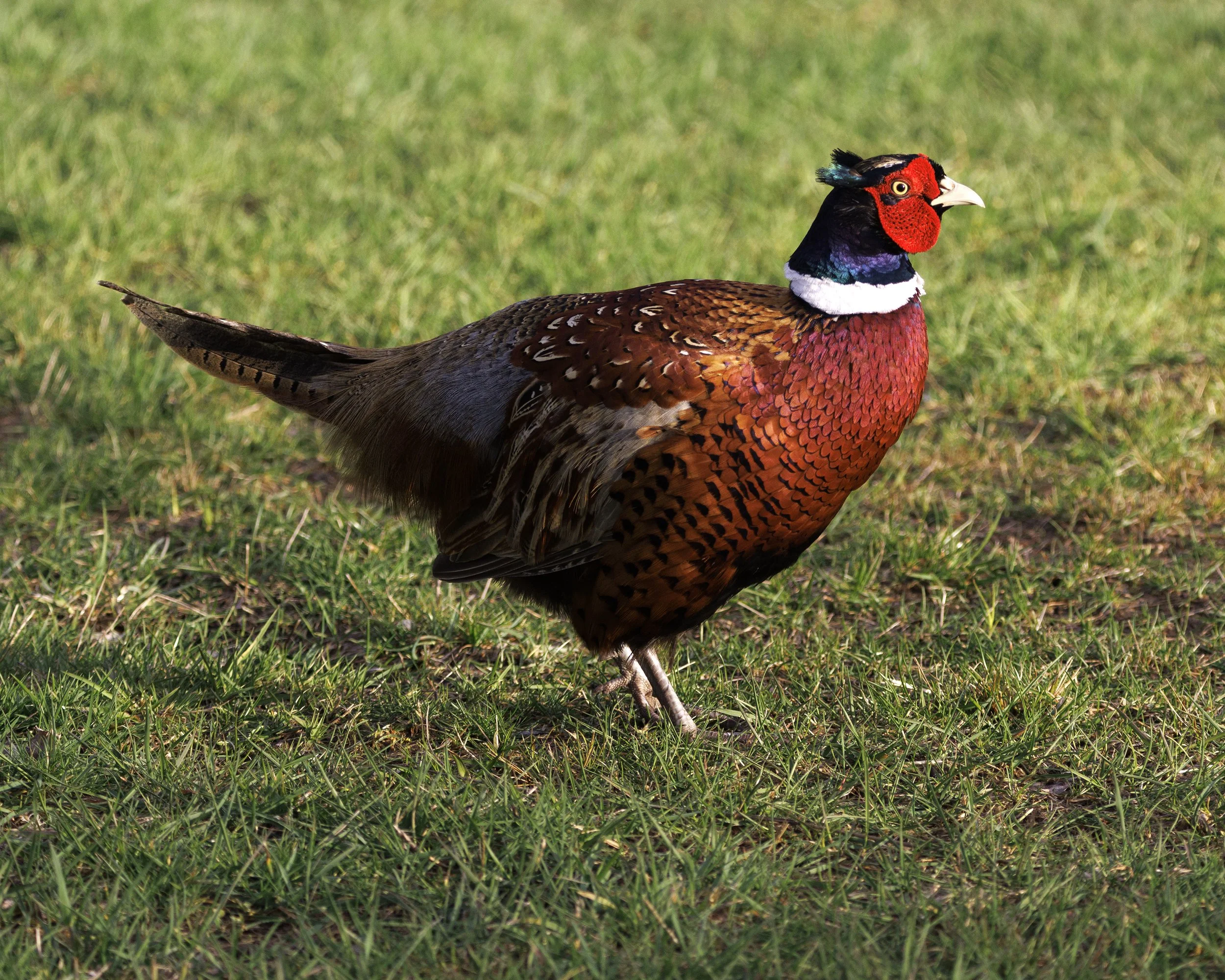 Male Ring-Necked Pheasant