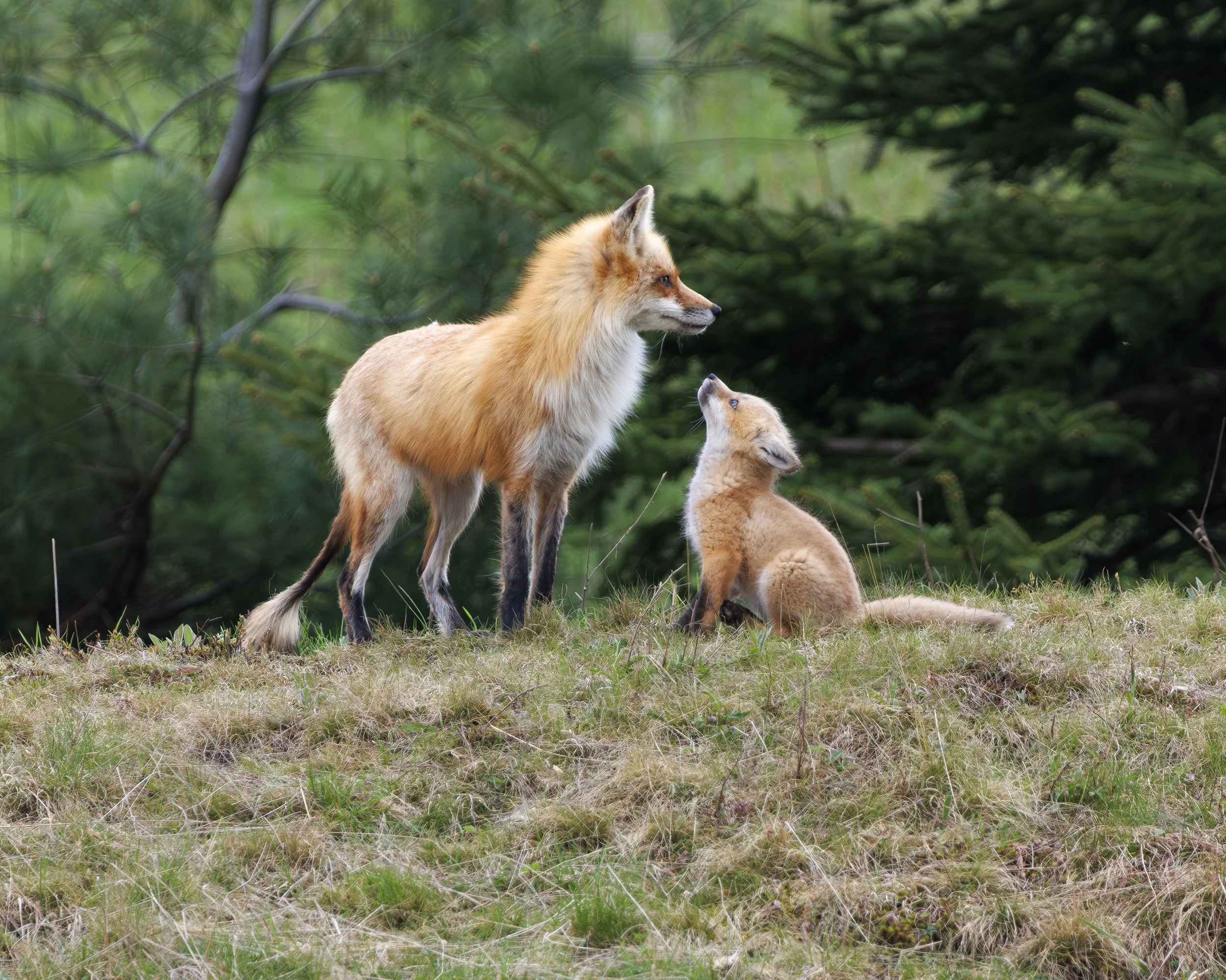 FOX_01.jpg