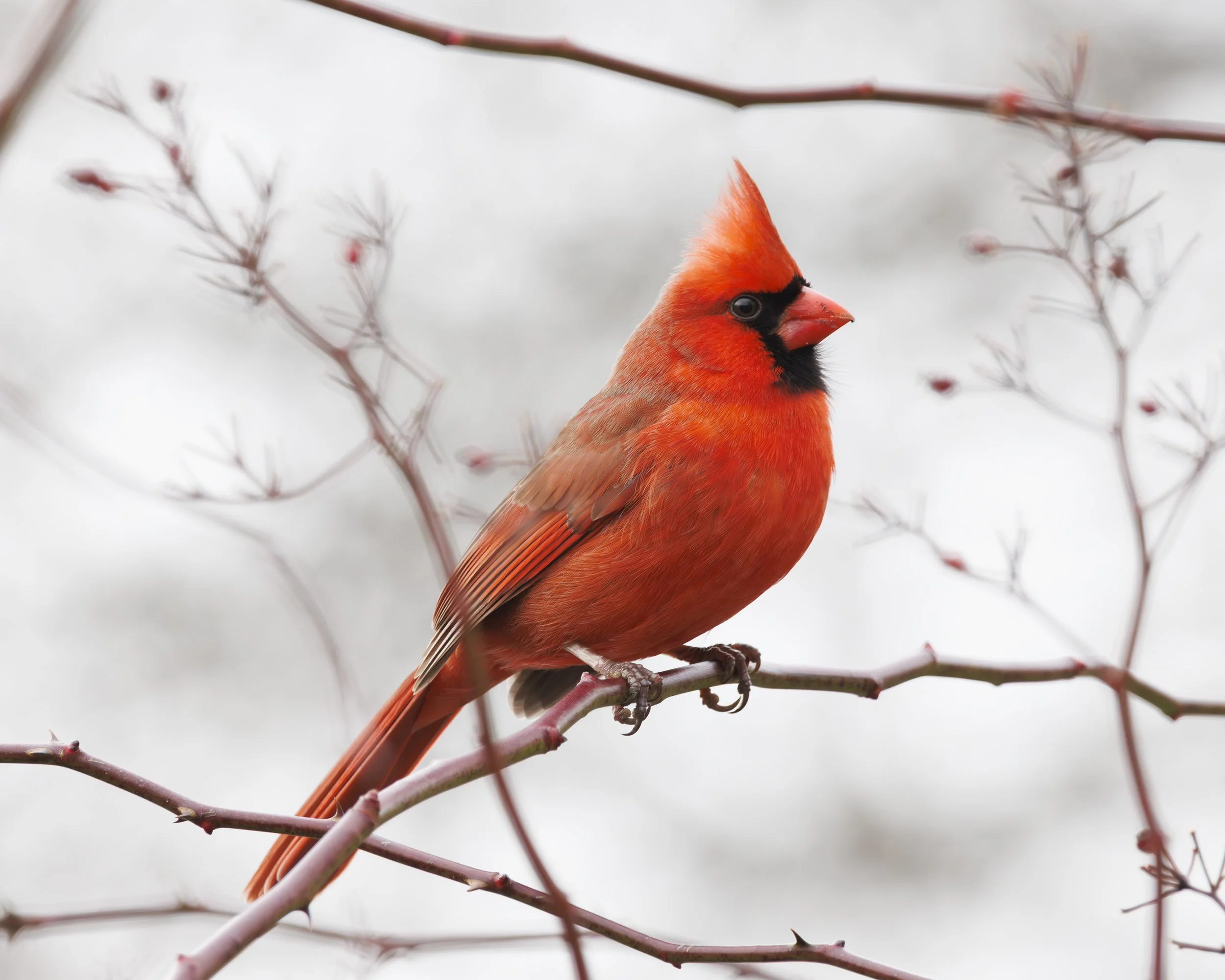 Male Northern Cardinal