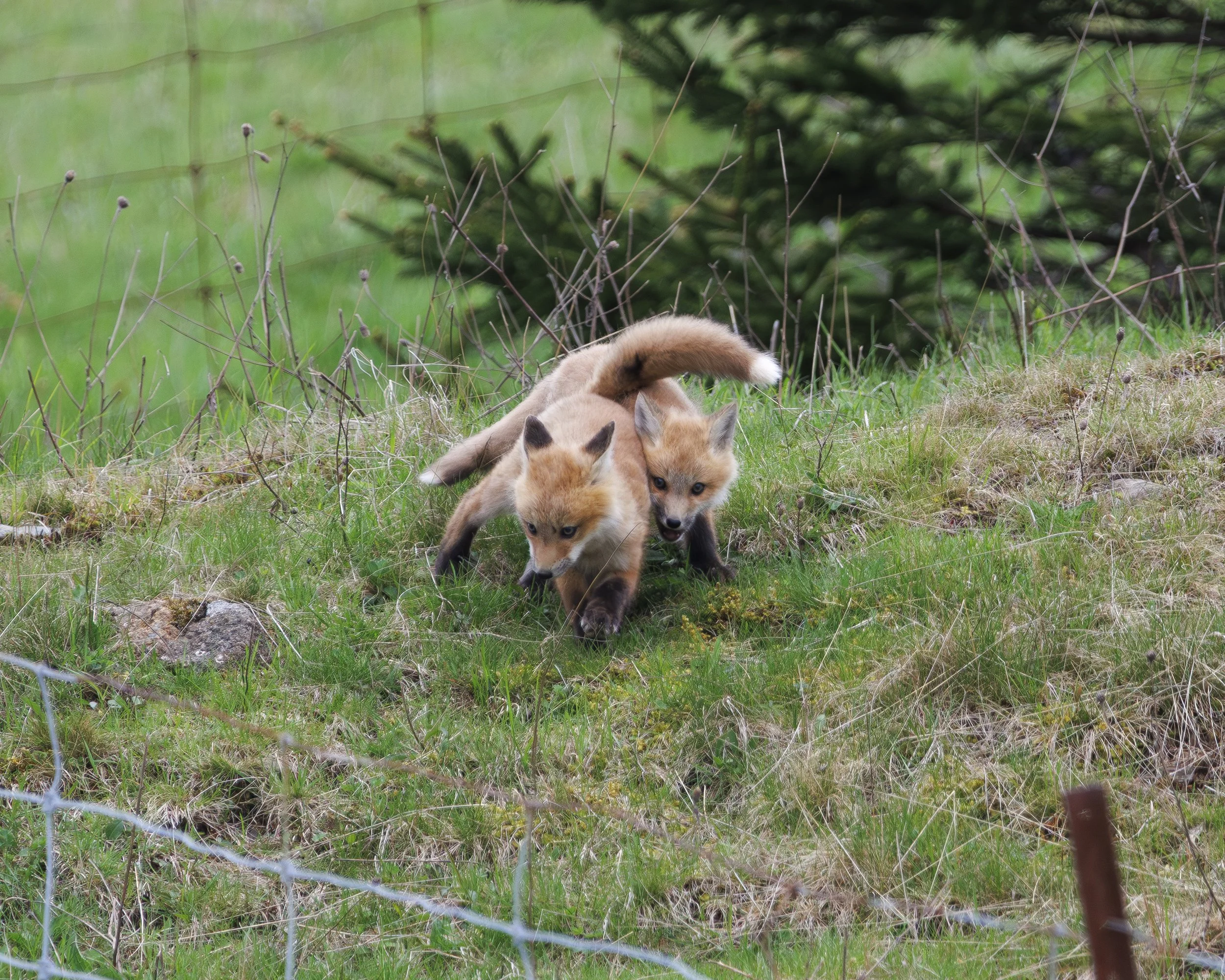 FOX_07.jpg