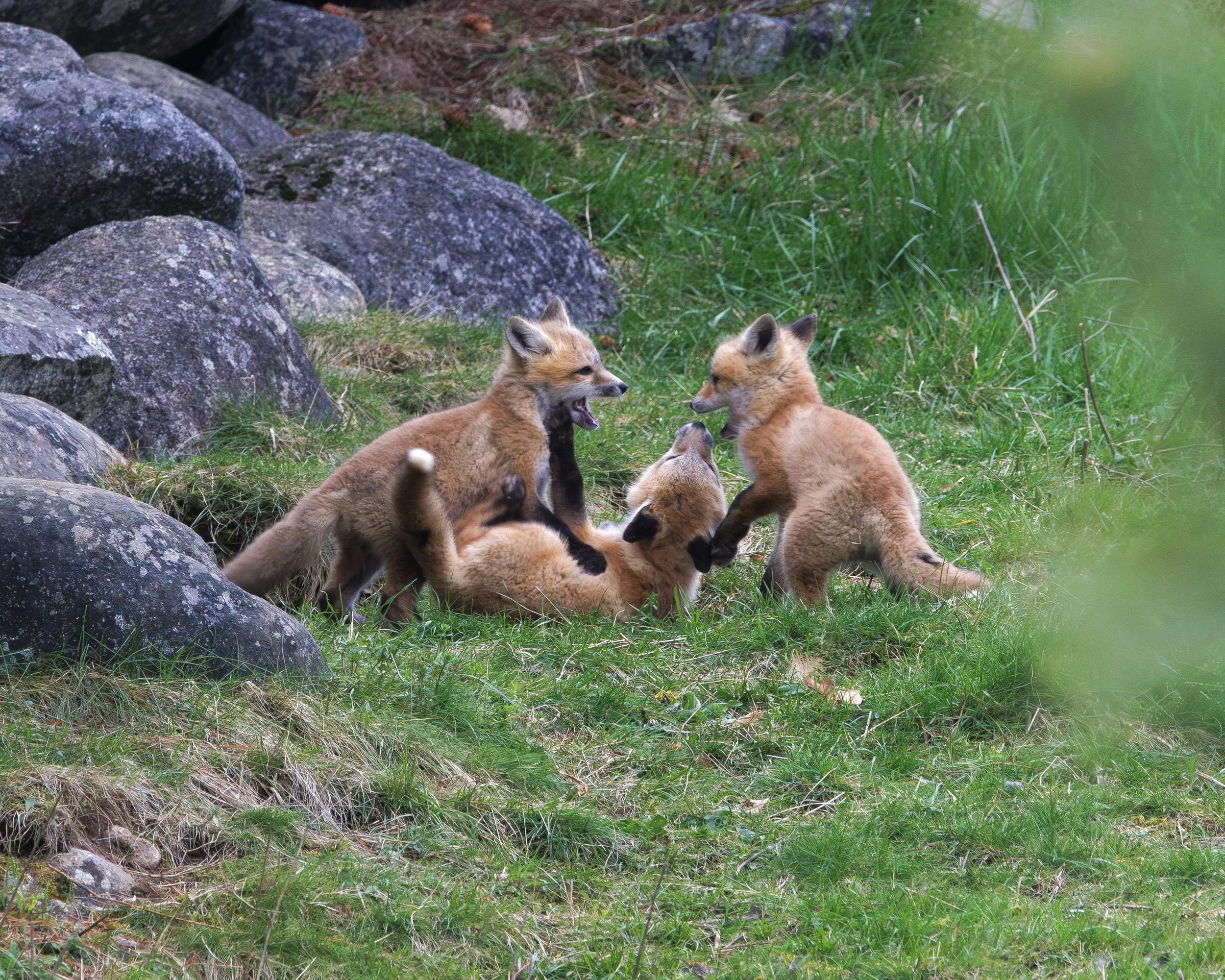FOX_06.jpg