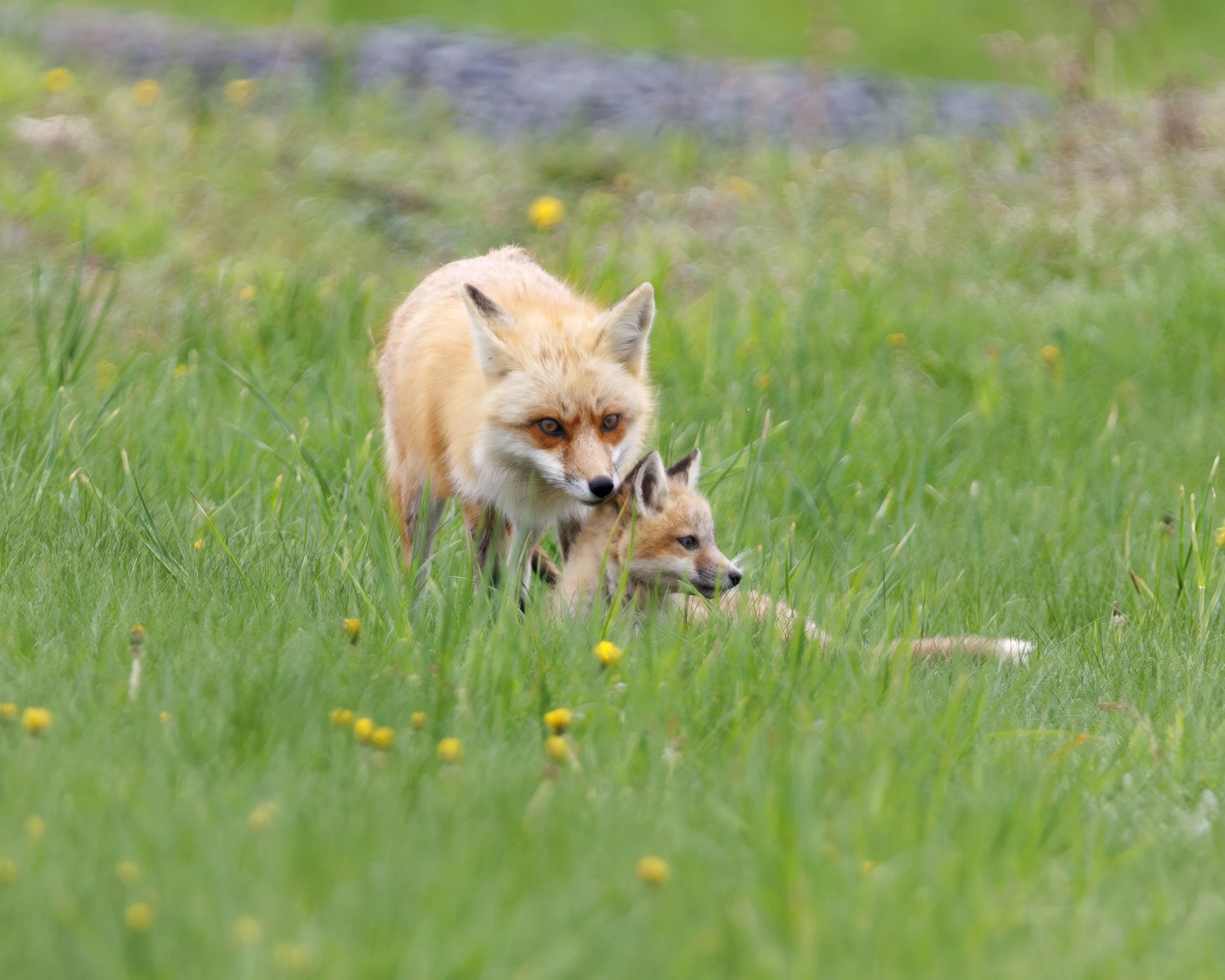 FOX_04.jpg