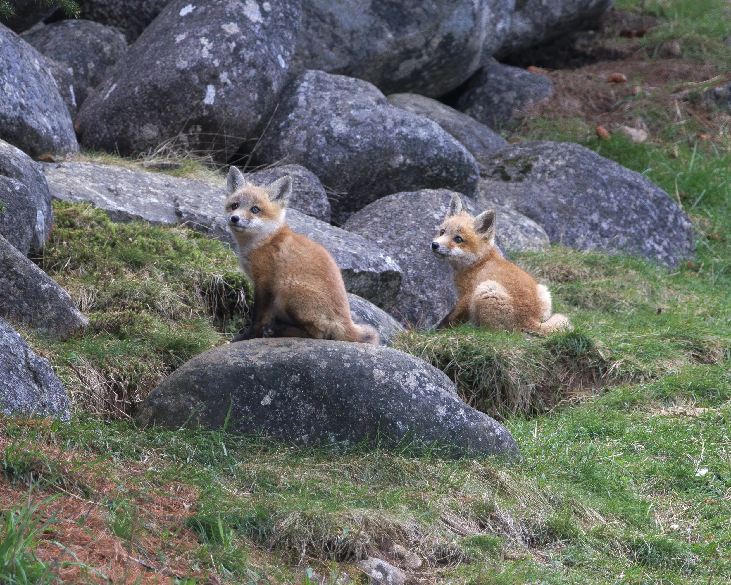 FOX_09.jpg