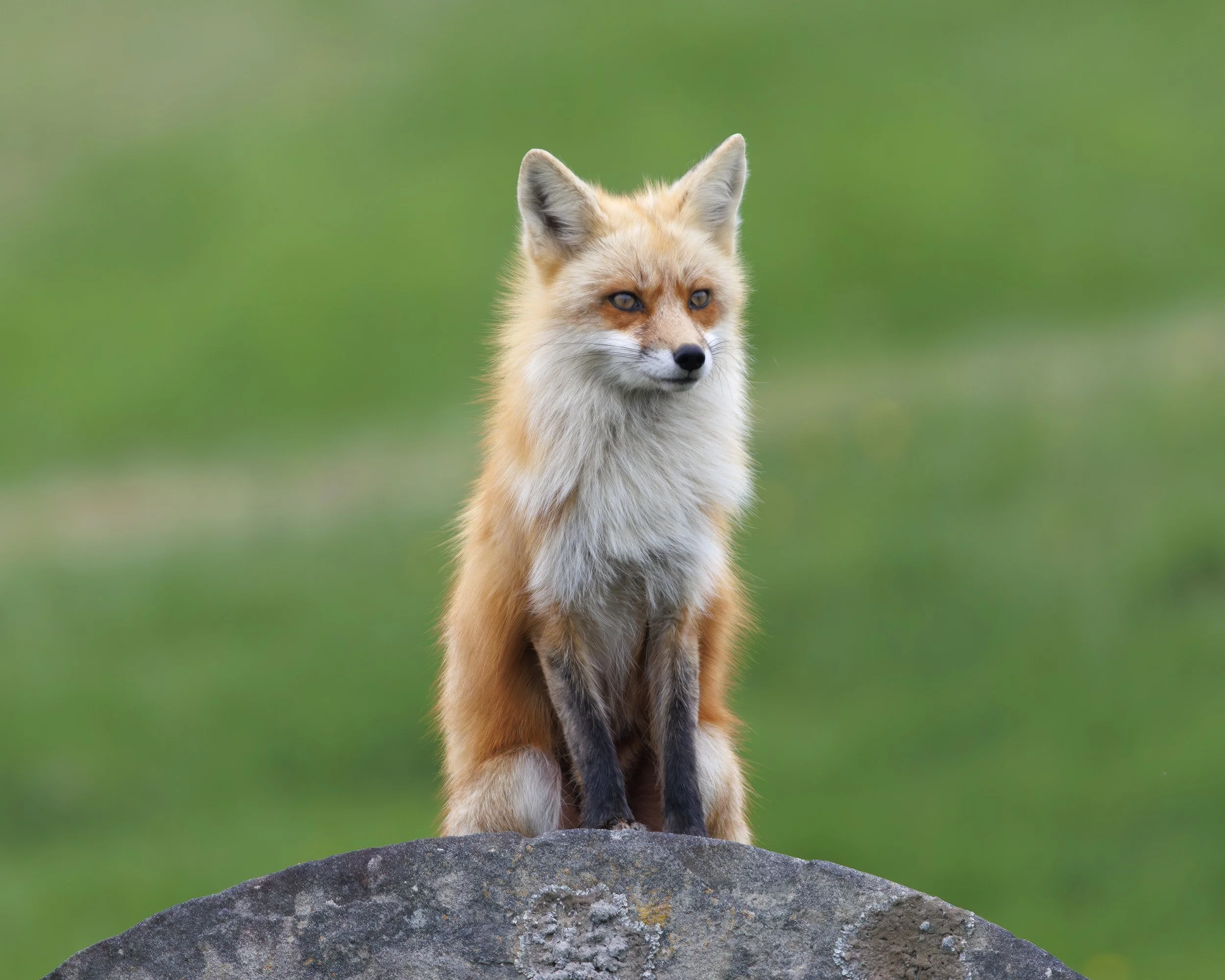 FOX_02.jpg