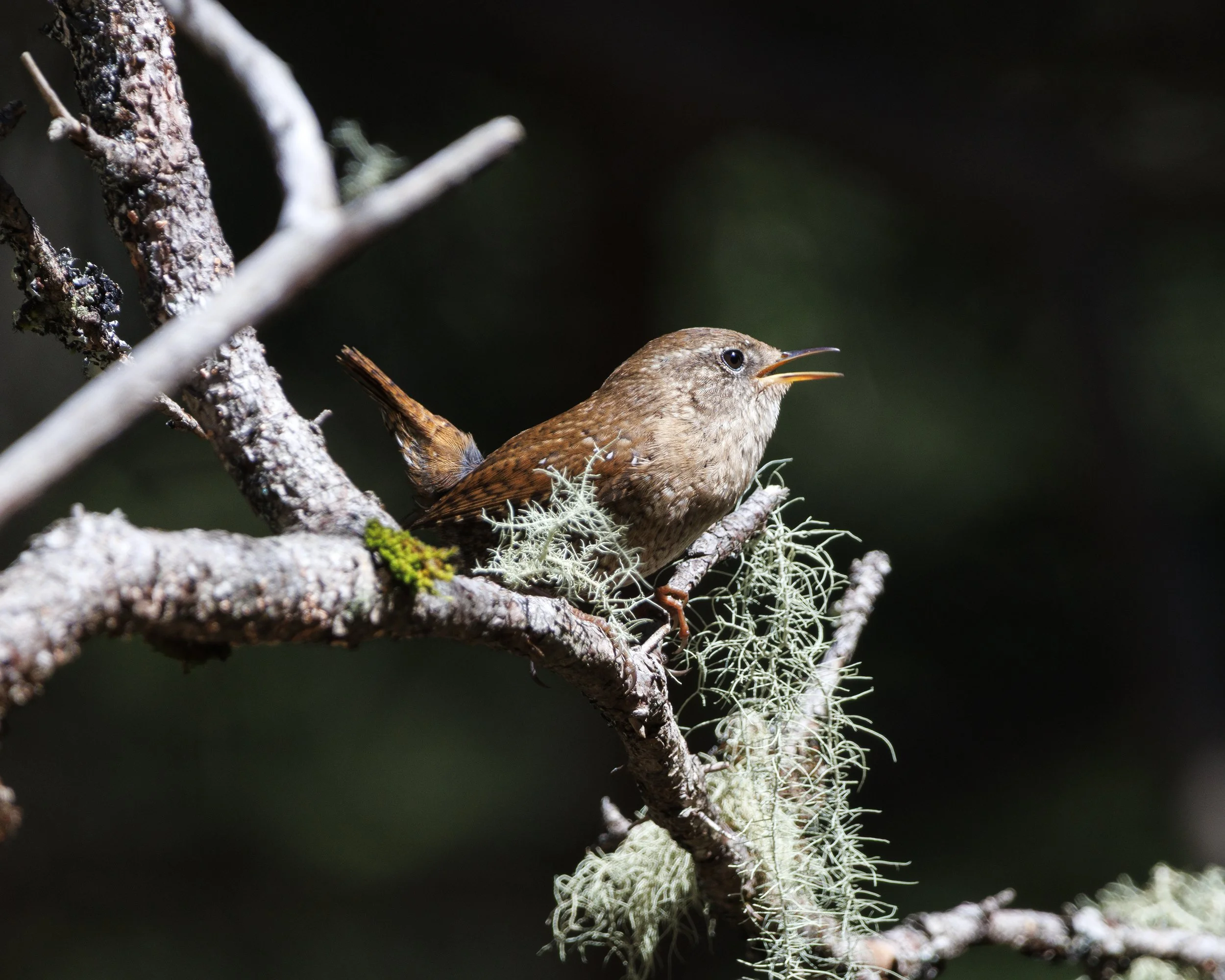 Winter Wren