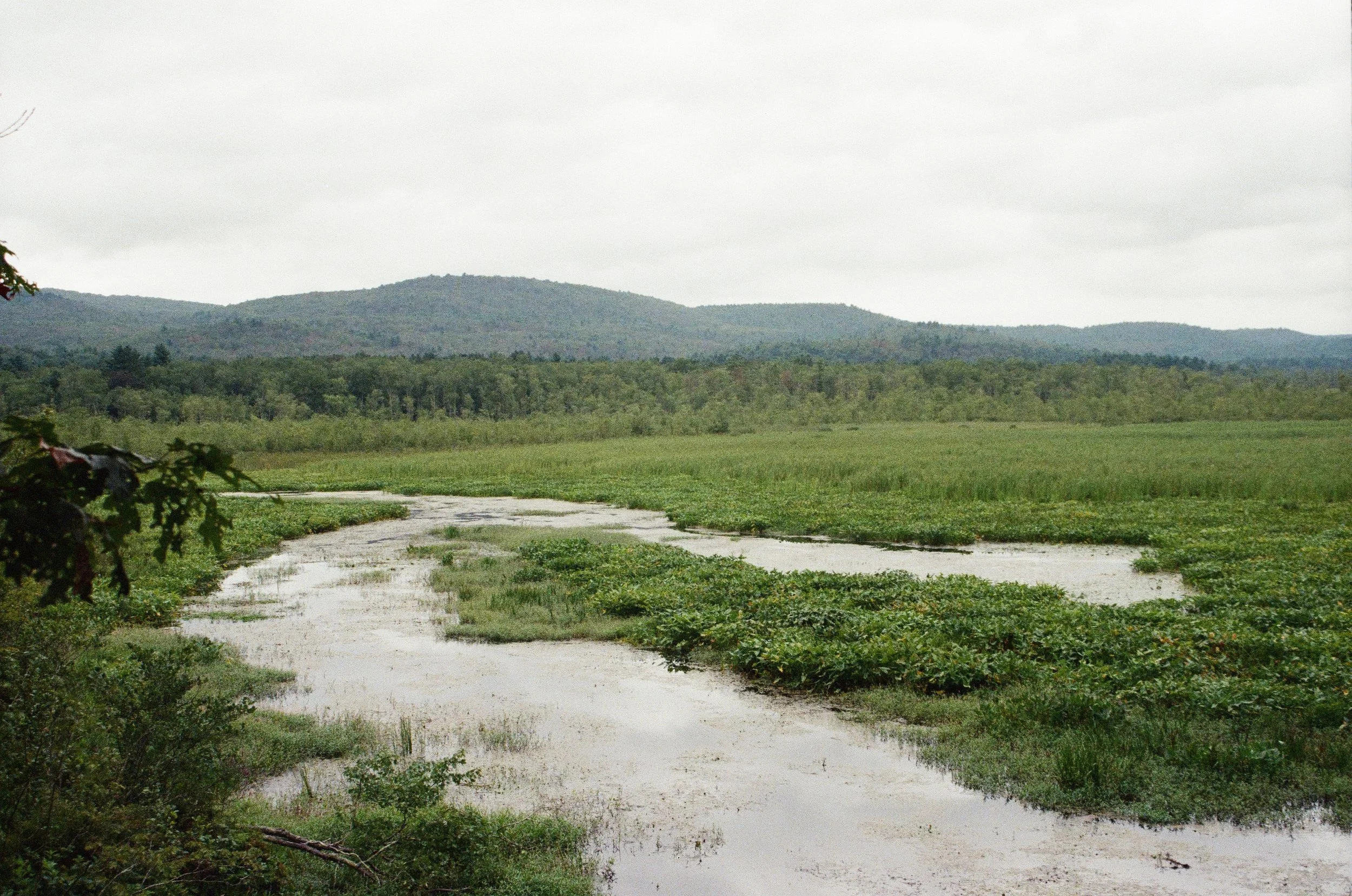 "Birding"- 35mm, Kodak Porta 400,Digital Scan, 2025