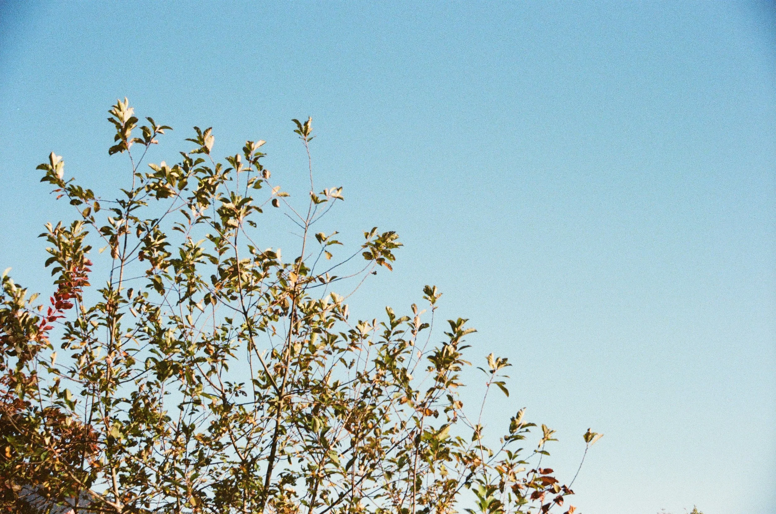 "Poor Leaf Peeping Year"- 35mm, Kodak Porta 400,Digital Scan, 2025