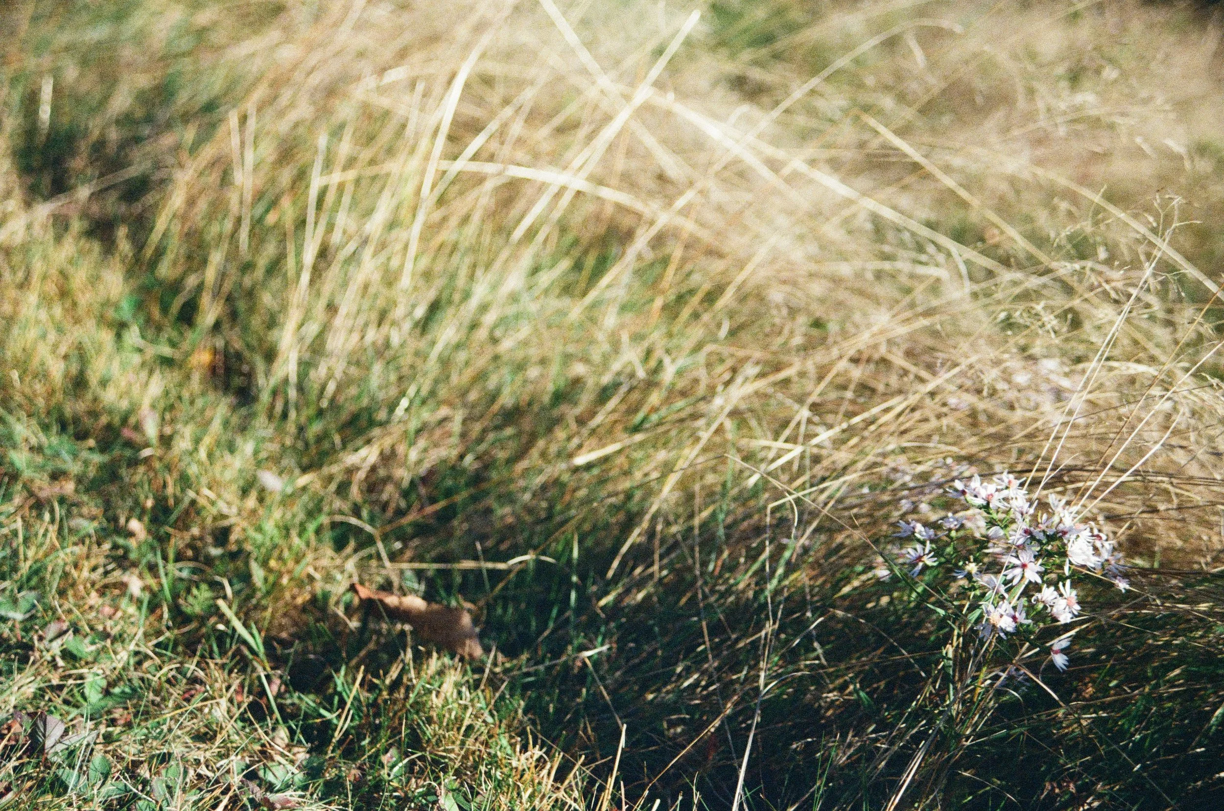 "Hunting"- 35mm, Kodak Porta 400,Digital Scan, 2025