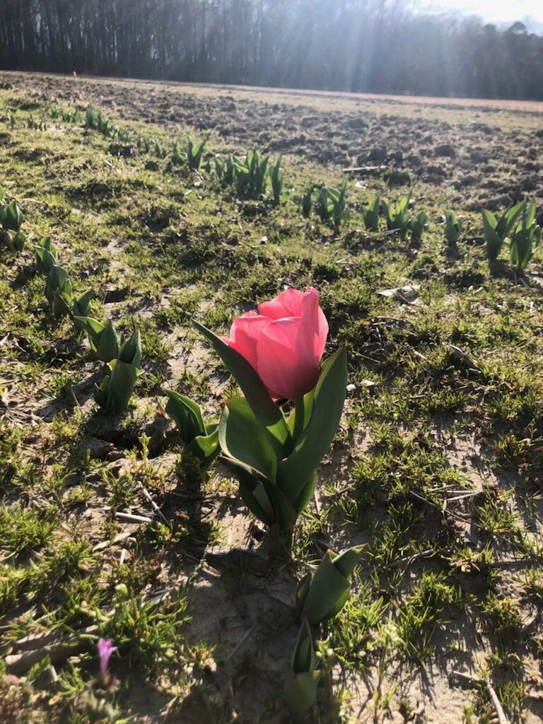A single pink tulip growing in a field with small green shoots under a sunny sky.